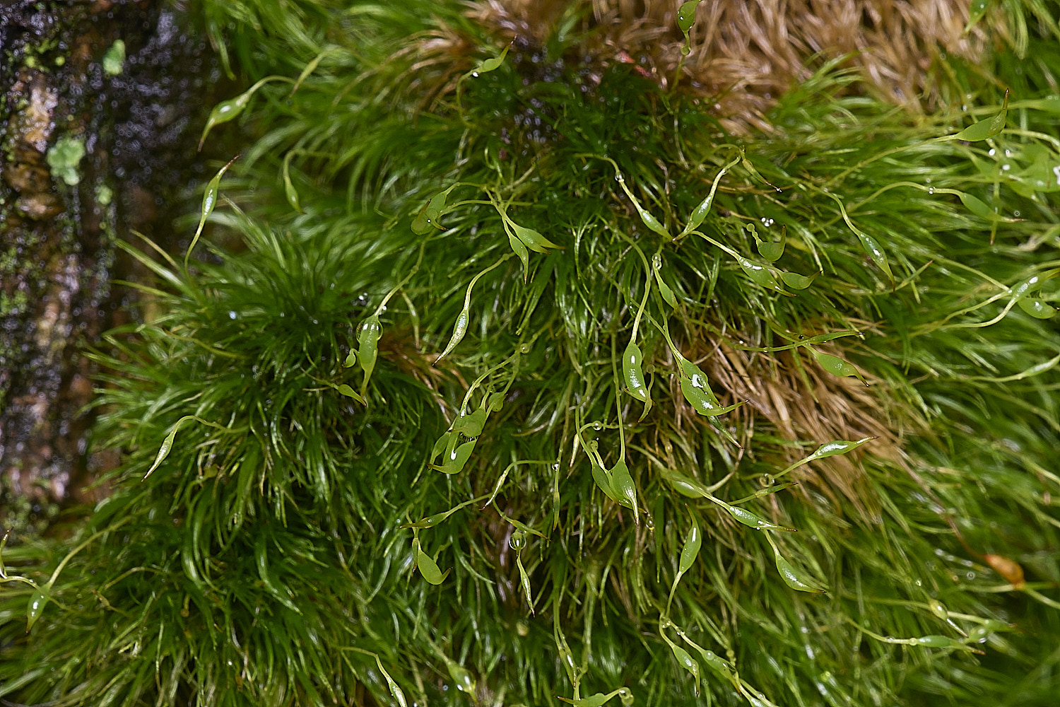 FelbriggOlineare160925-1