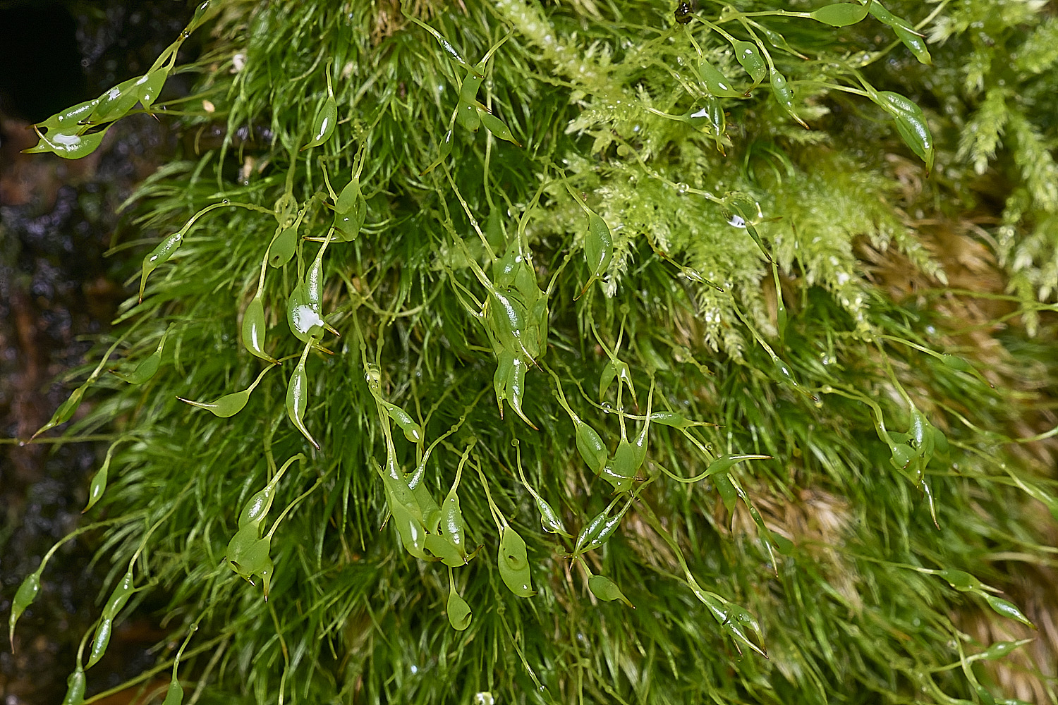 FelbriggOlineare160925-2