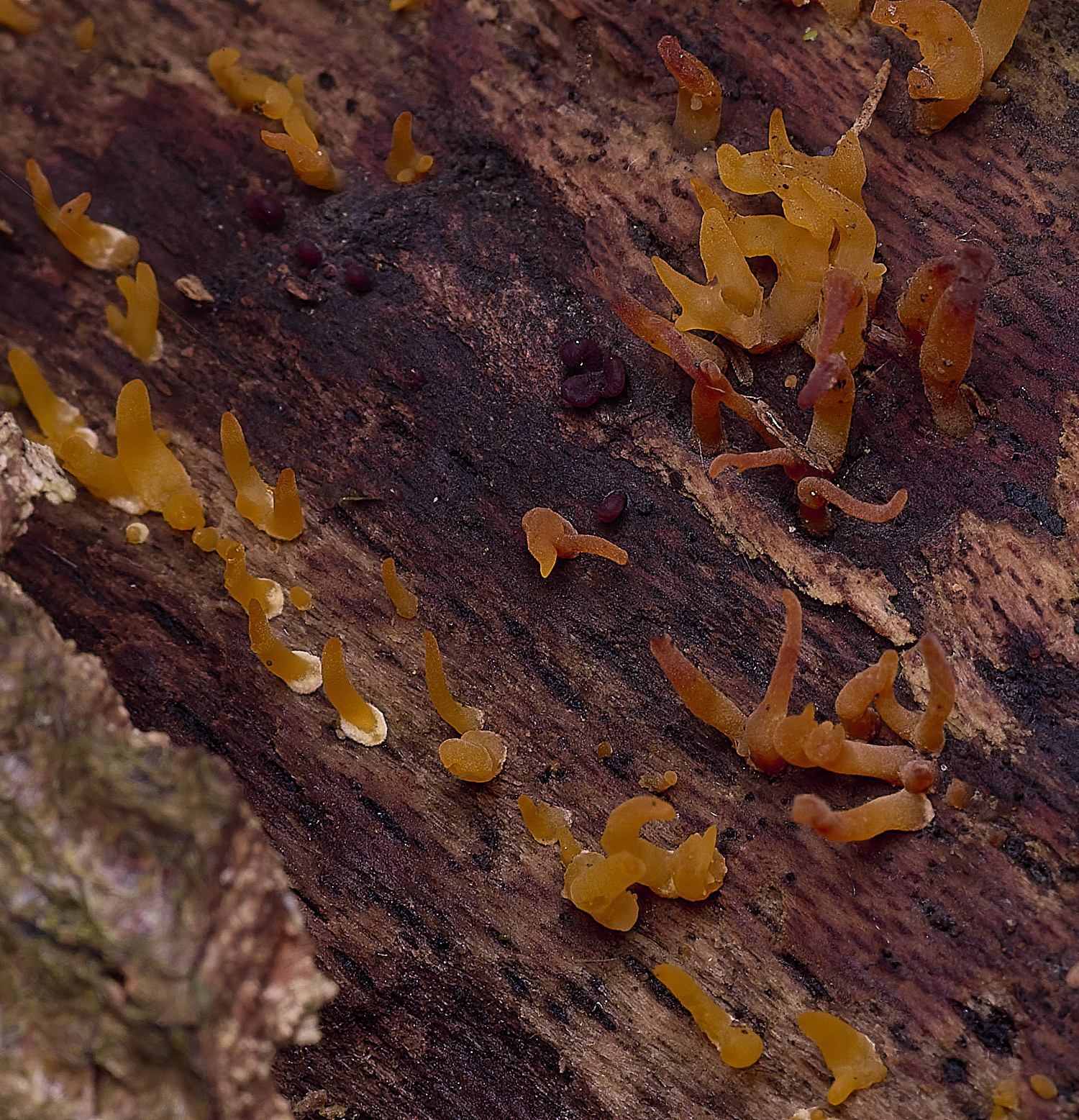 FelbriggOrange250925-2