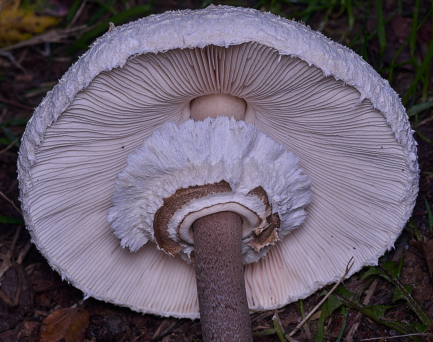 FelbriggParasol250925-2