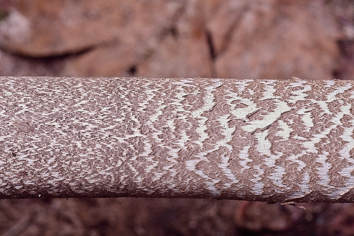 FelbriggParasol250925-3