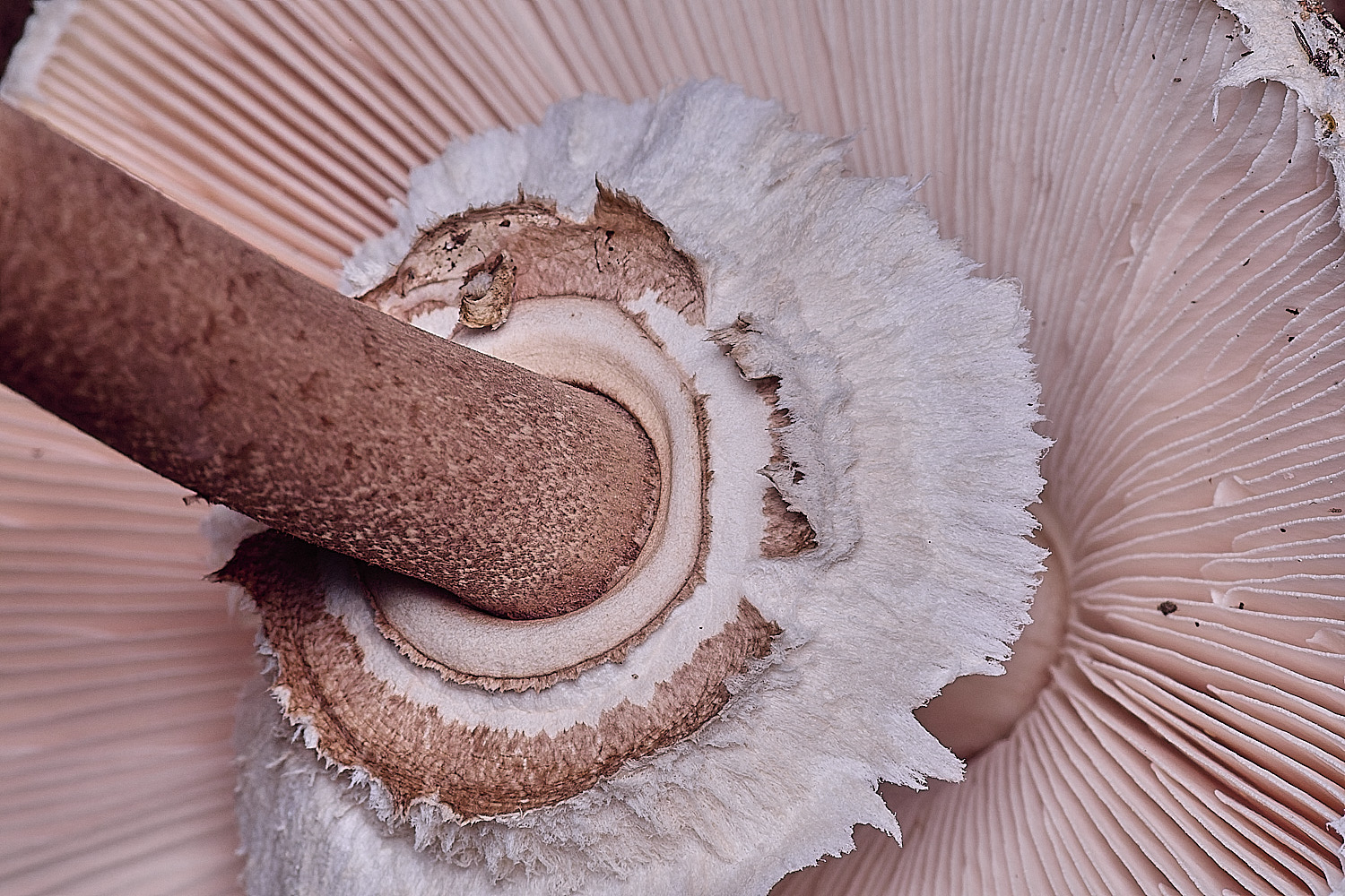 FelbriggParasol250925-5