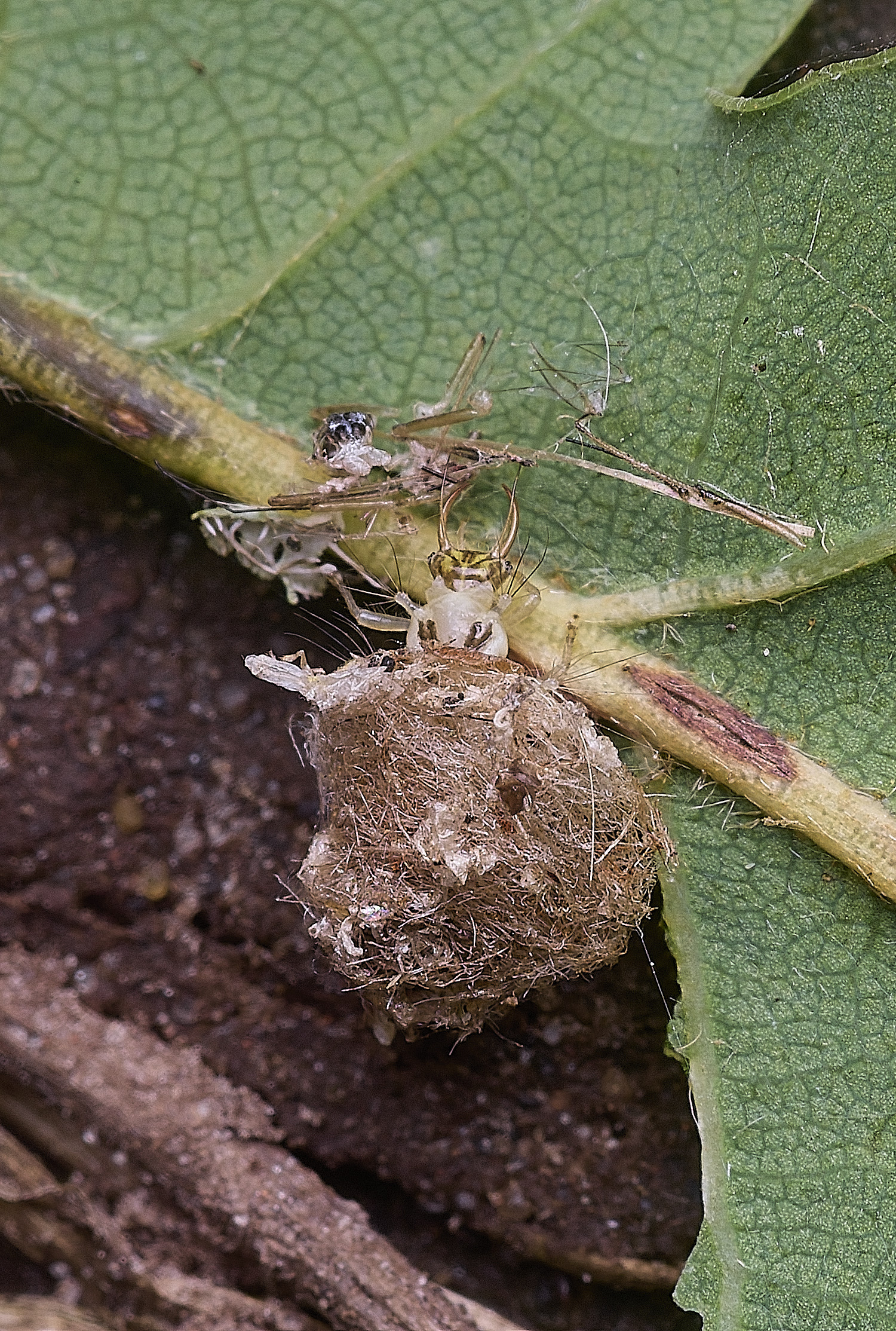 FelbriggPincers250925-1