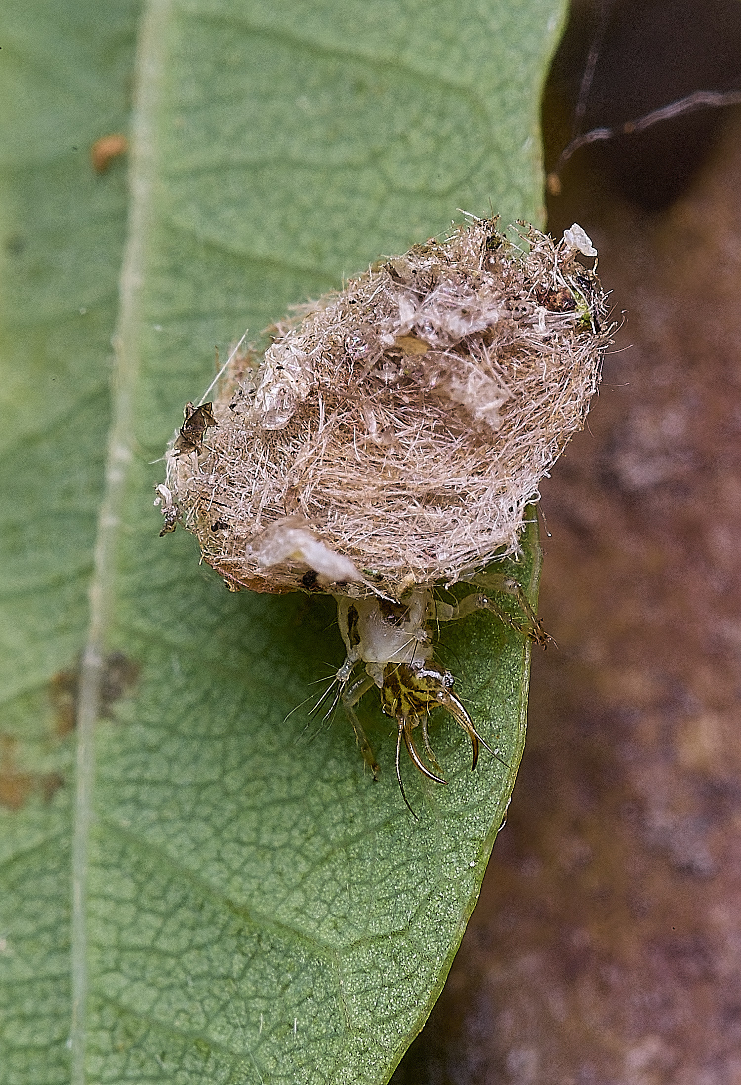 FelbriggPincers250925-2