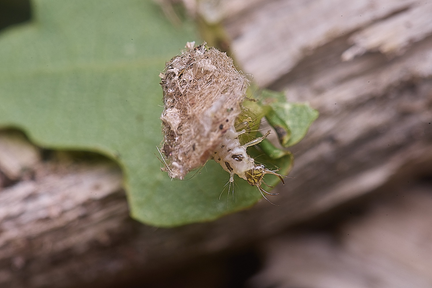 FelbriggPincers250925-5