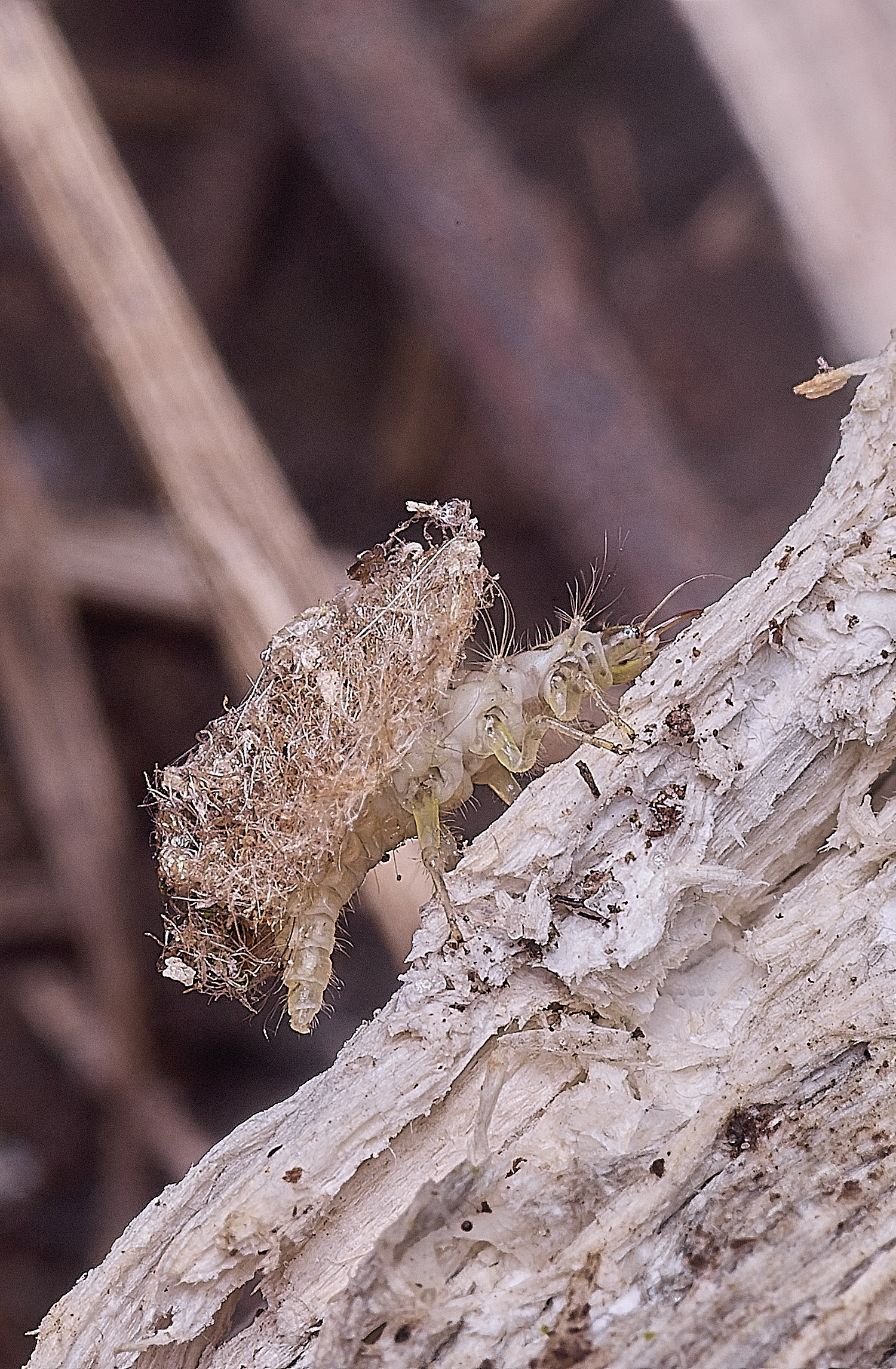 FelbriggPincers250925-6