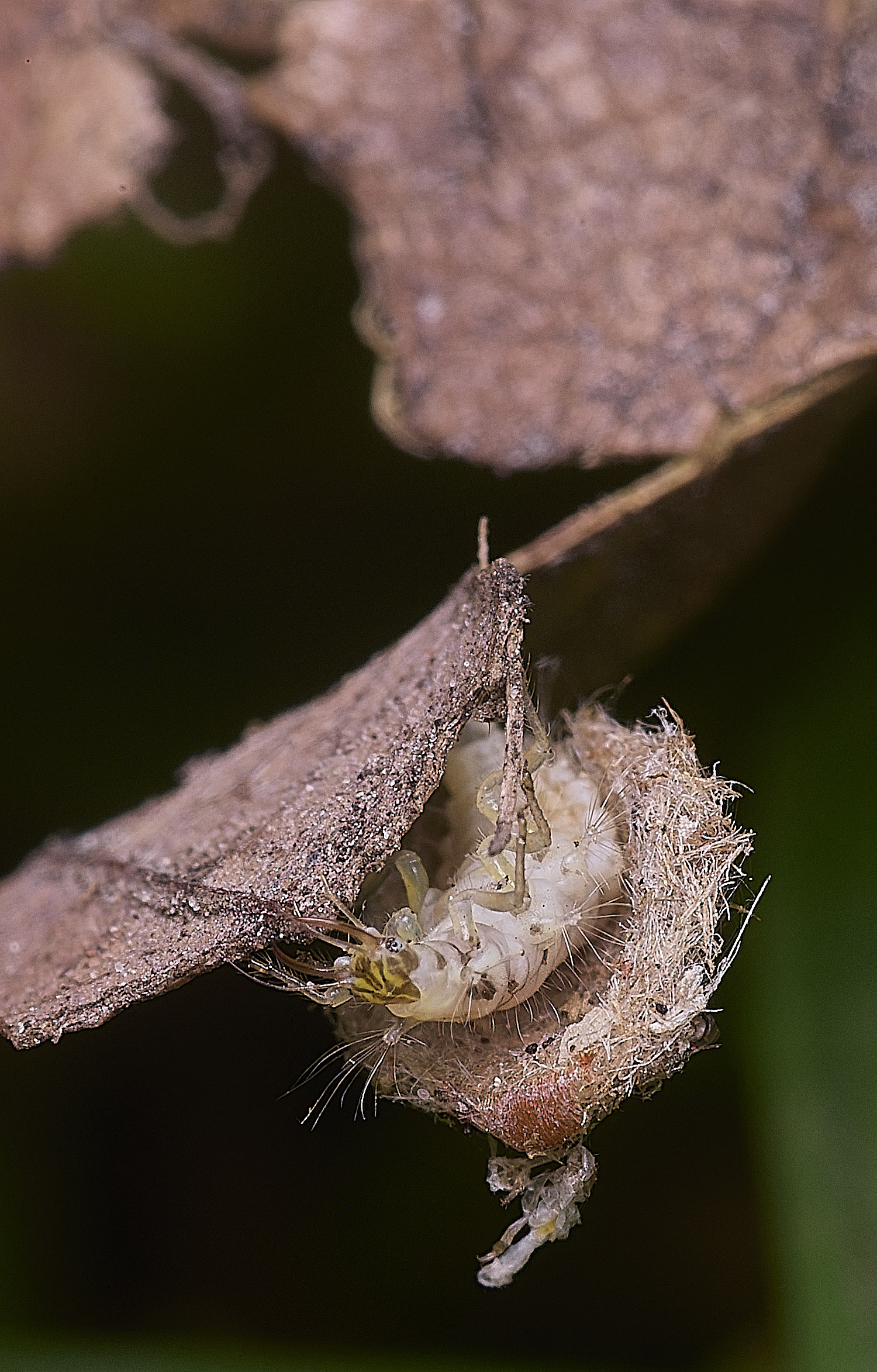 FelbriggPincers250925-8jpg