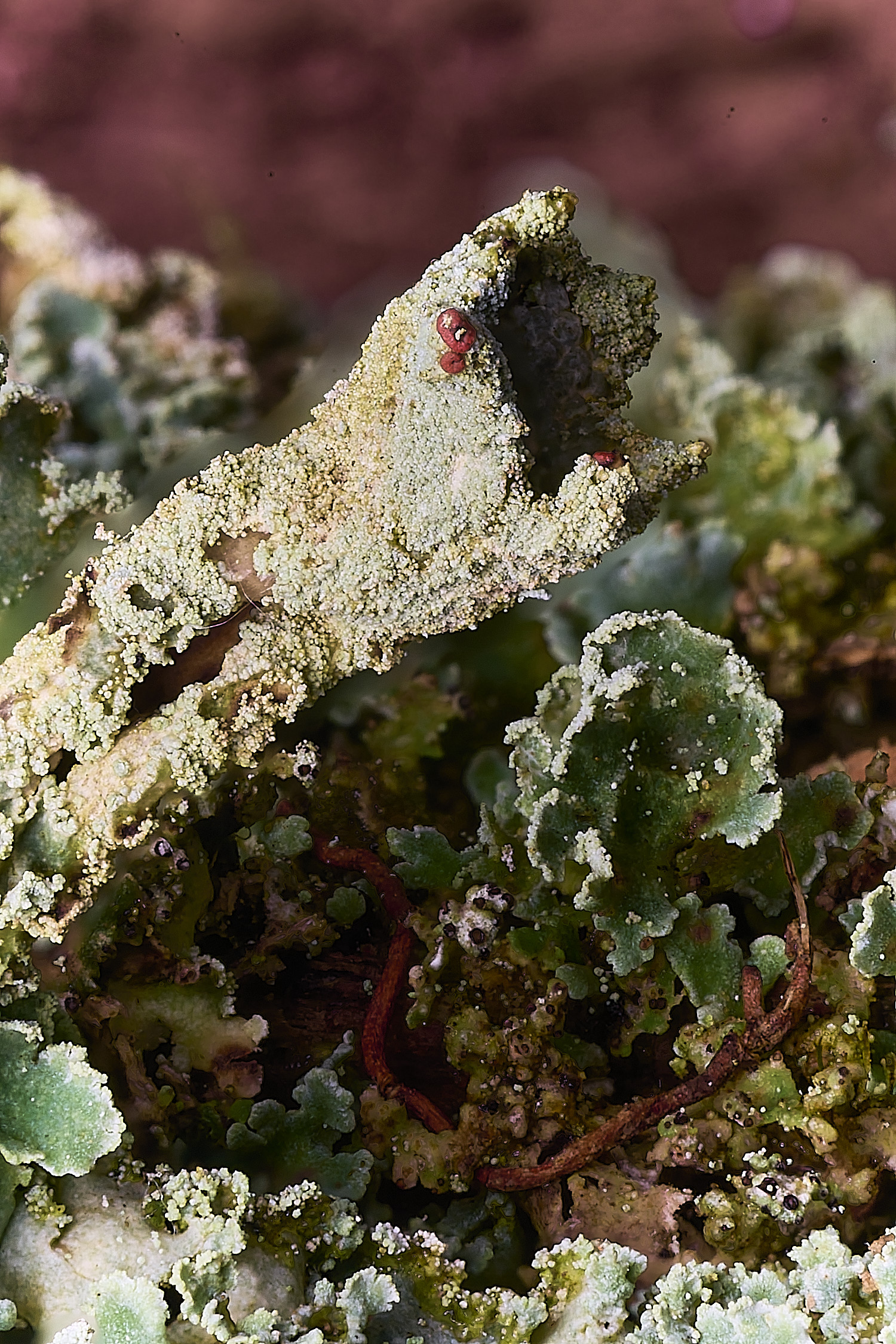 FelbriggRedTop050925-8