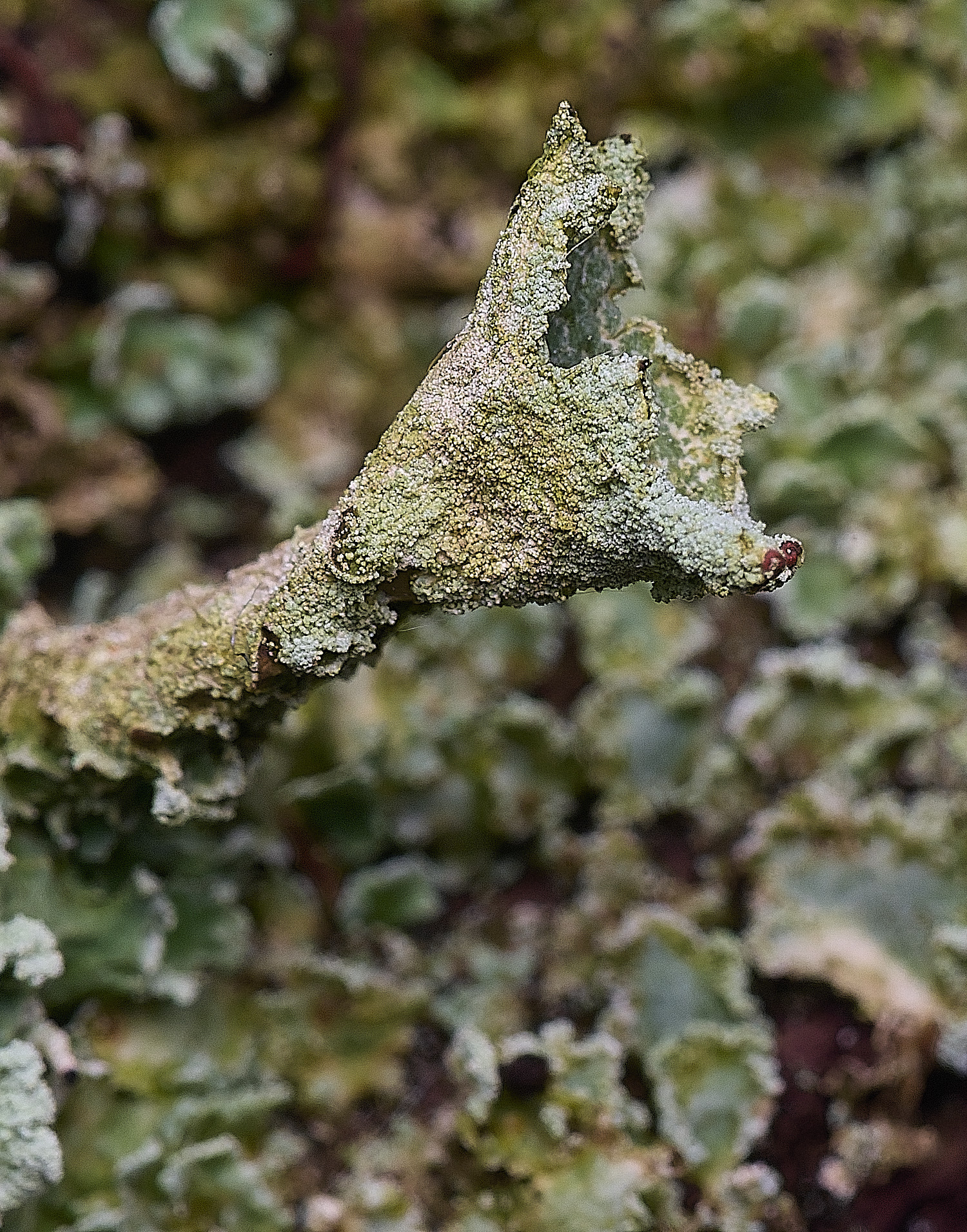 FelbriggRedTop50925-3