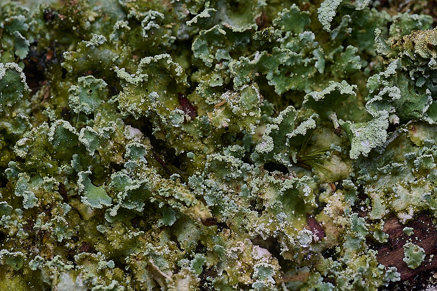 FelbriggRedTop50925-4