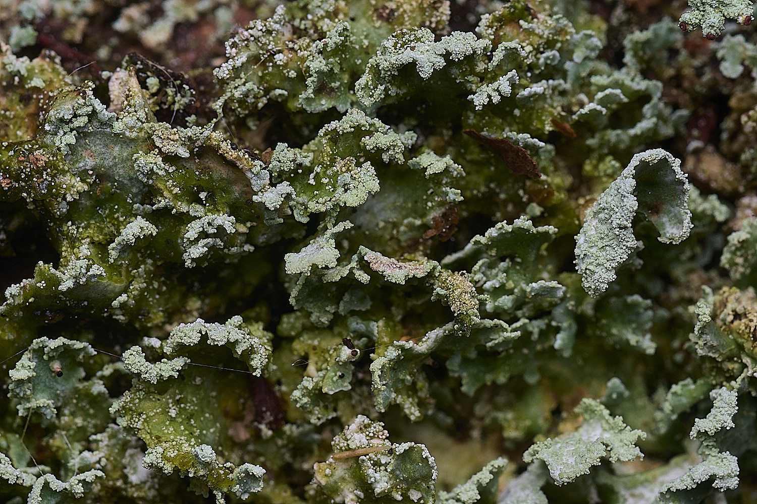 FelbriggRedTop50925-5