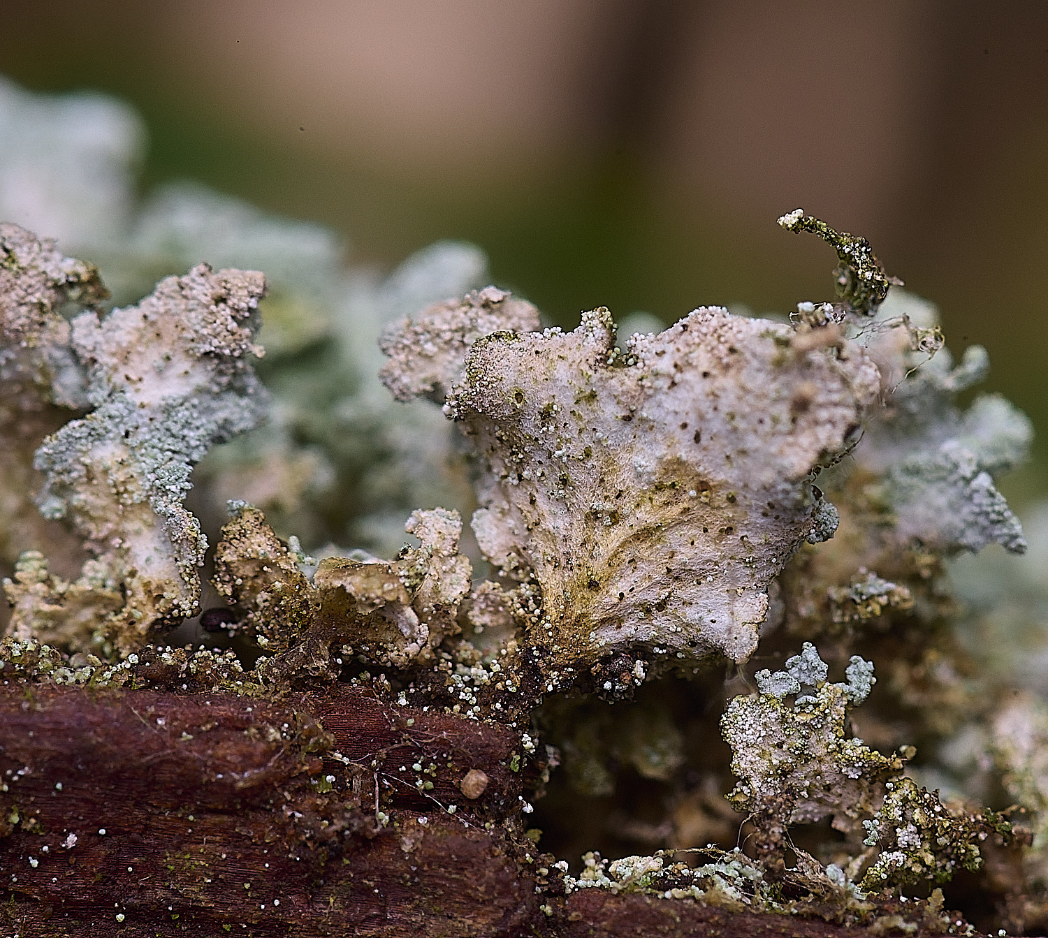 FelbriggRedTop50925-9