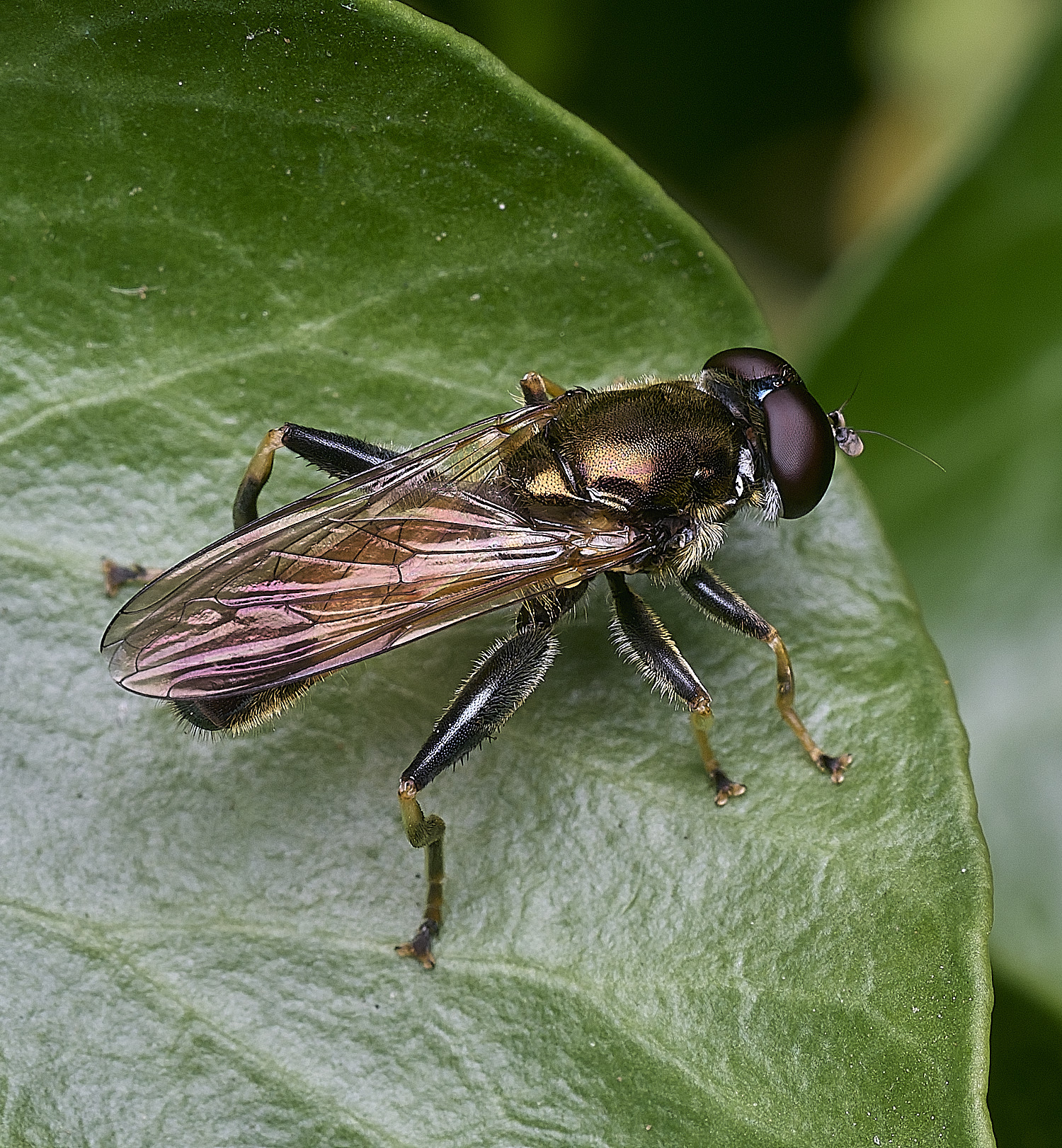 FelbriggSegnis050925-1