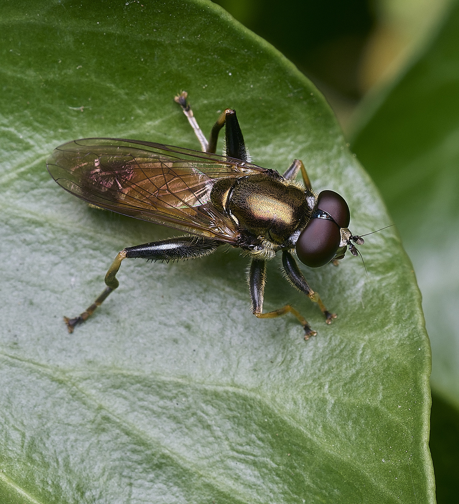 FelbriggSegnis050925-2