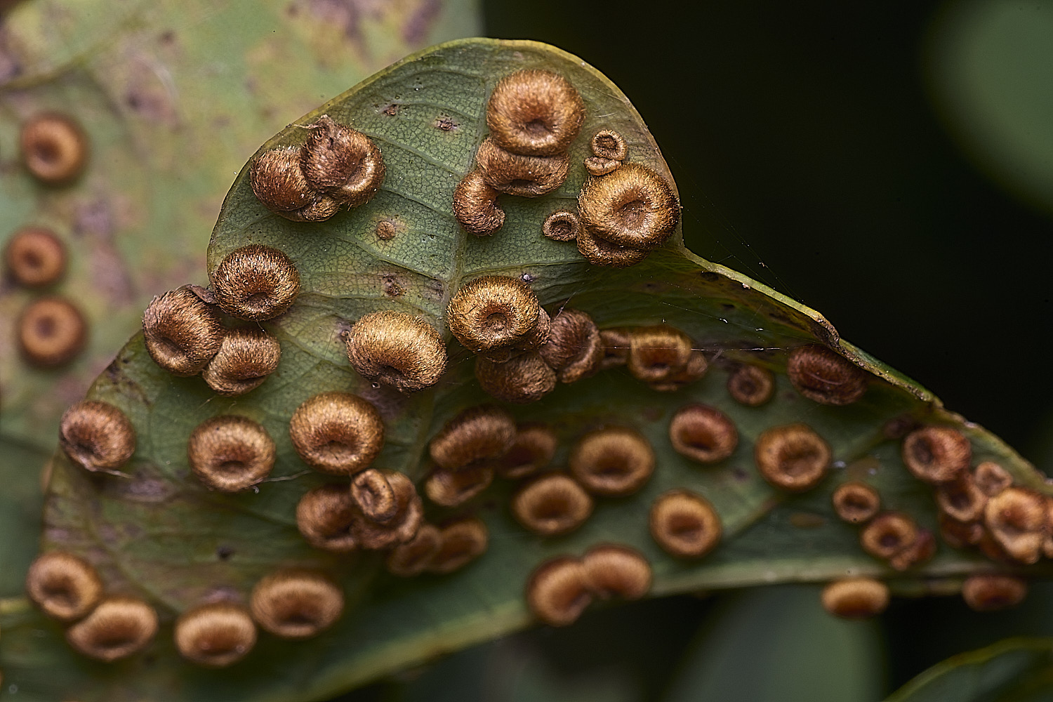 FelbriggSpangleGall250925-1