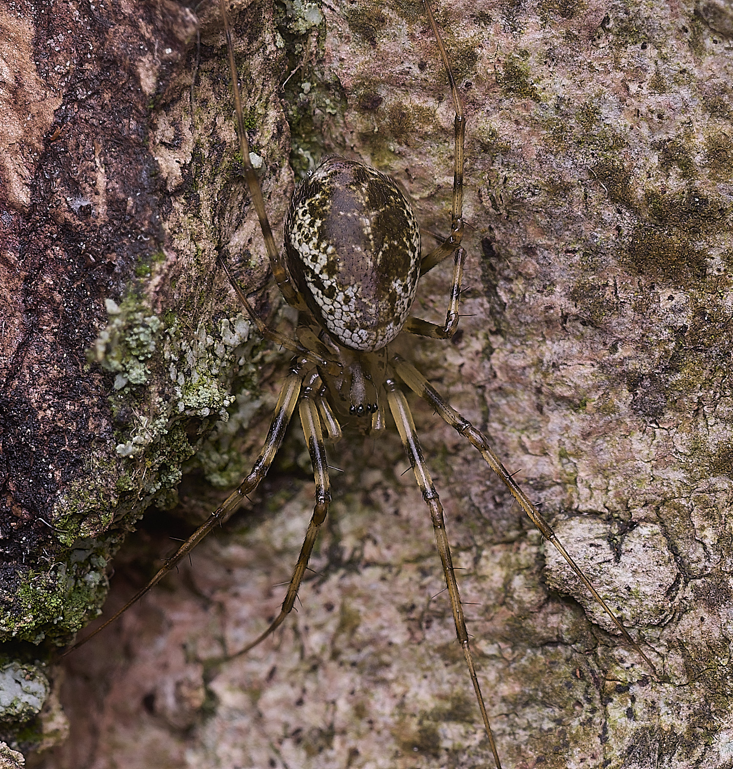 FelbriggSpiderSp250925-1