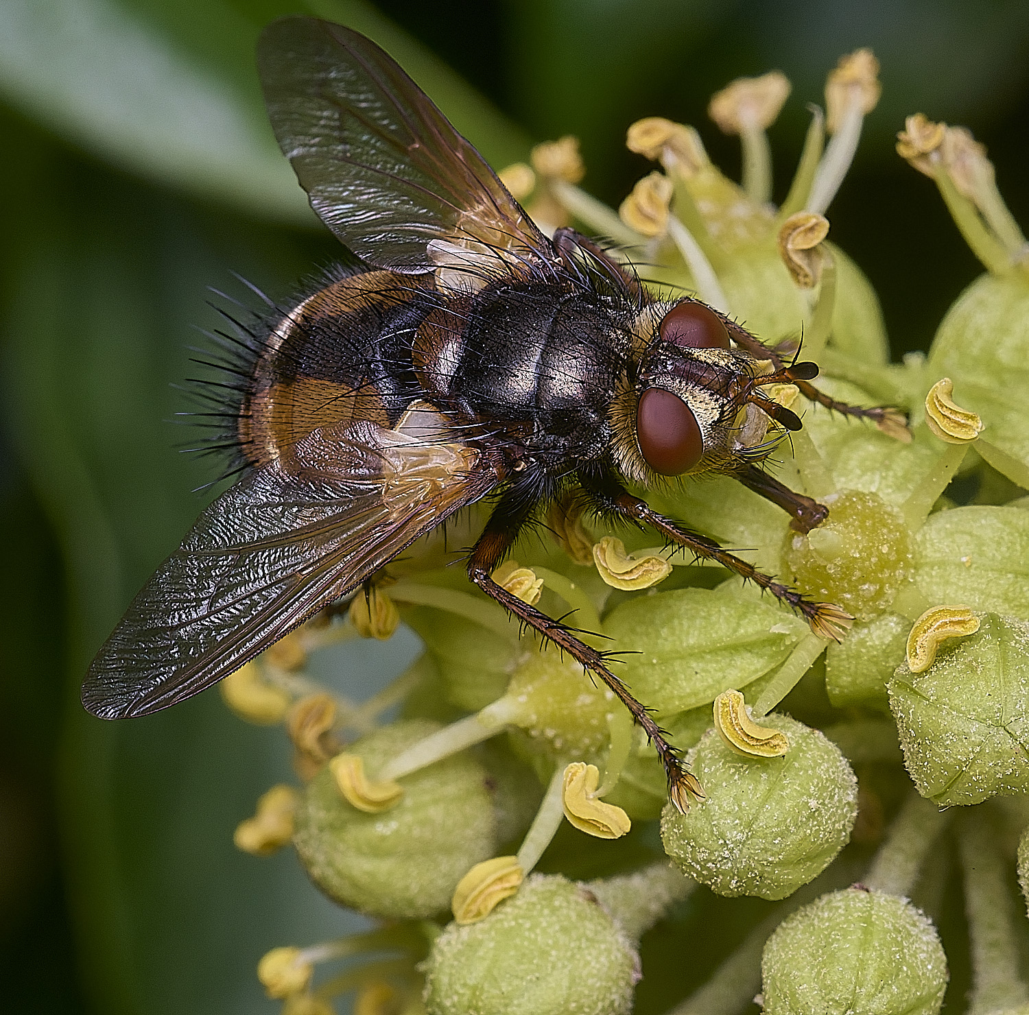 FelbriggTachina050925-1