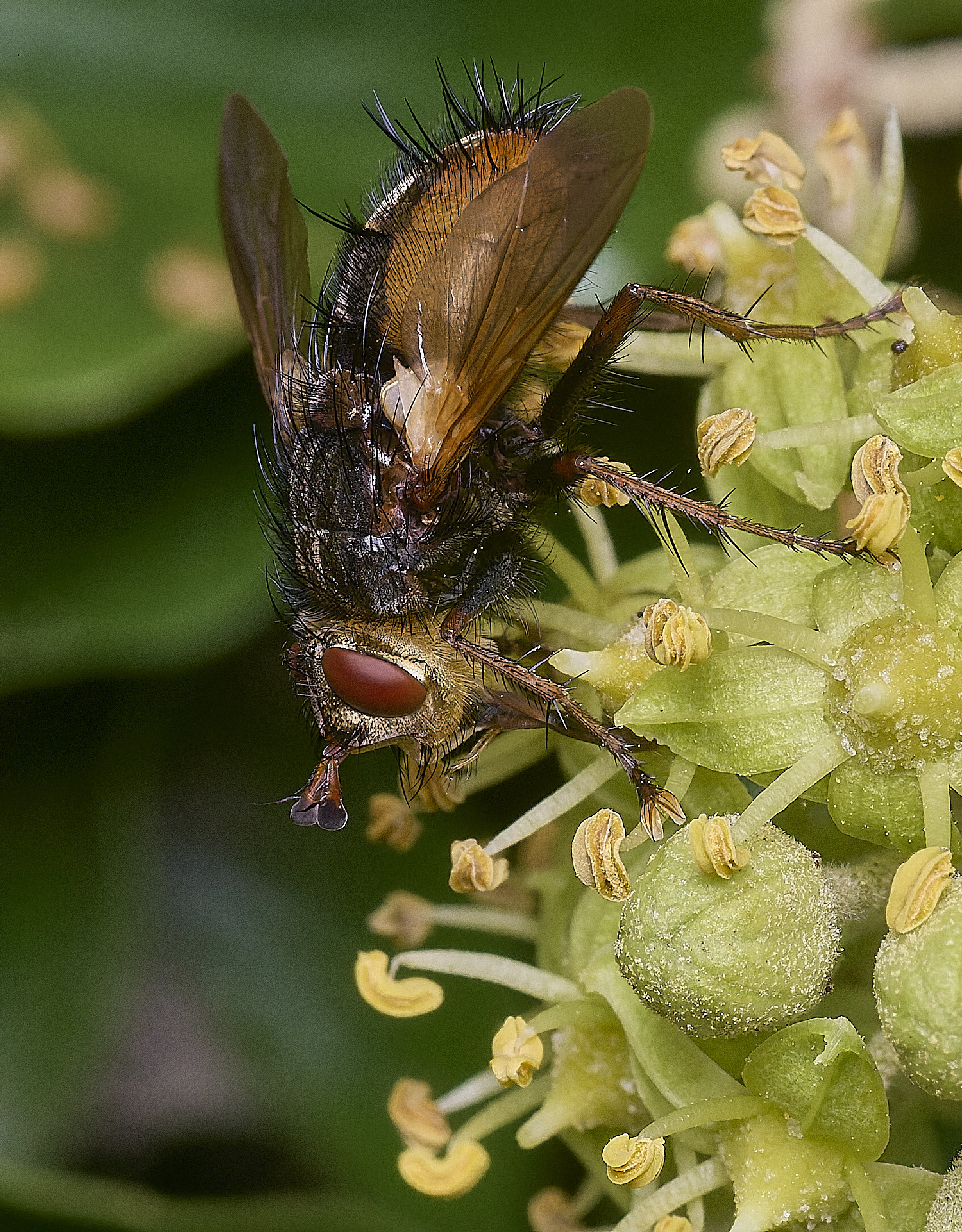 FelbriggTachina050925-2