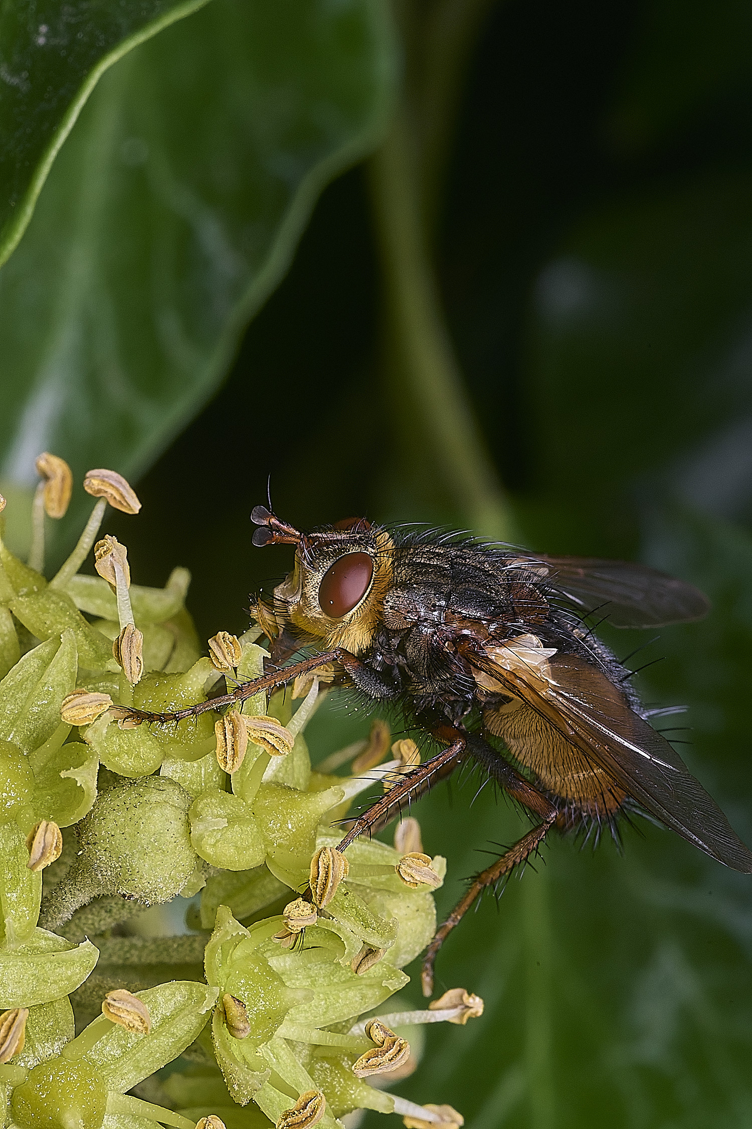 FelbriggTfera280525-1