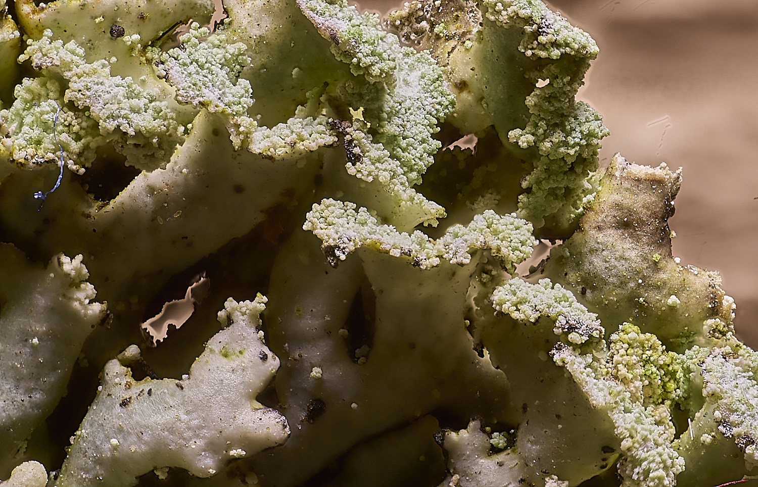 FelbrigHypogymnia210825-1