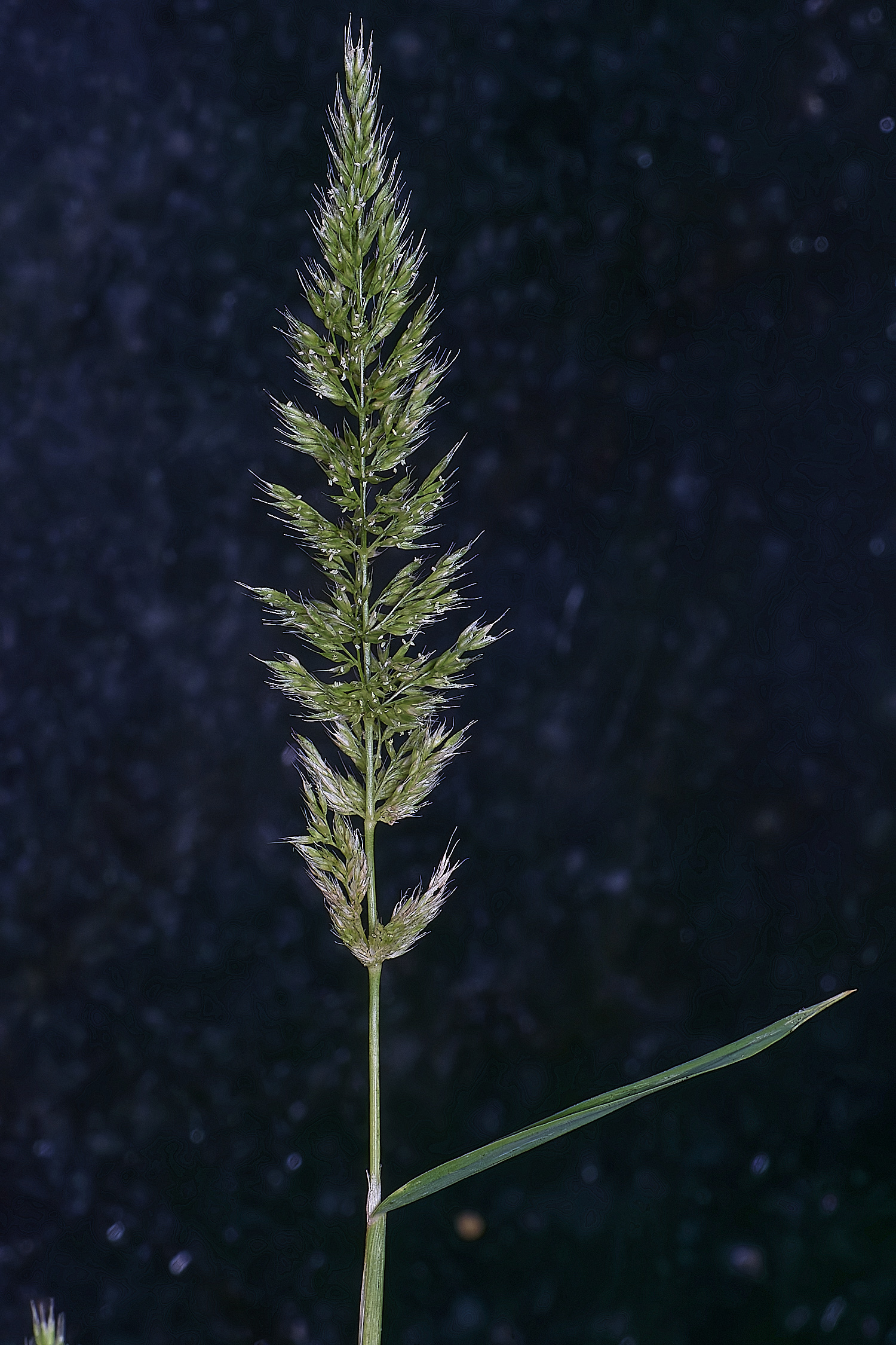 Grass040725-1