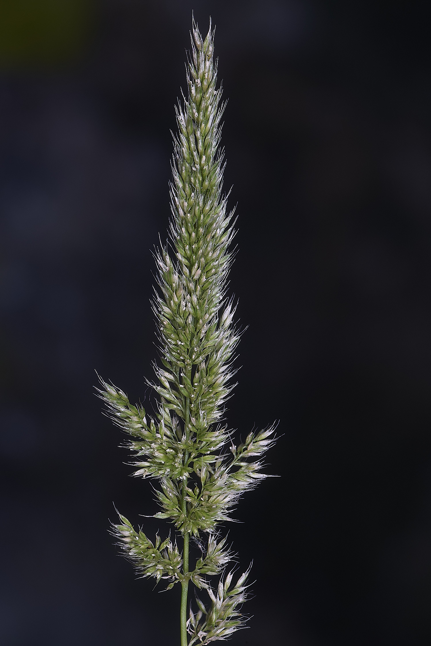 Grass040725-14
