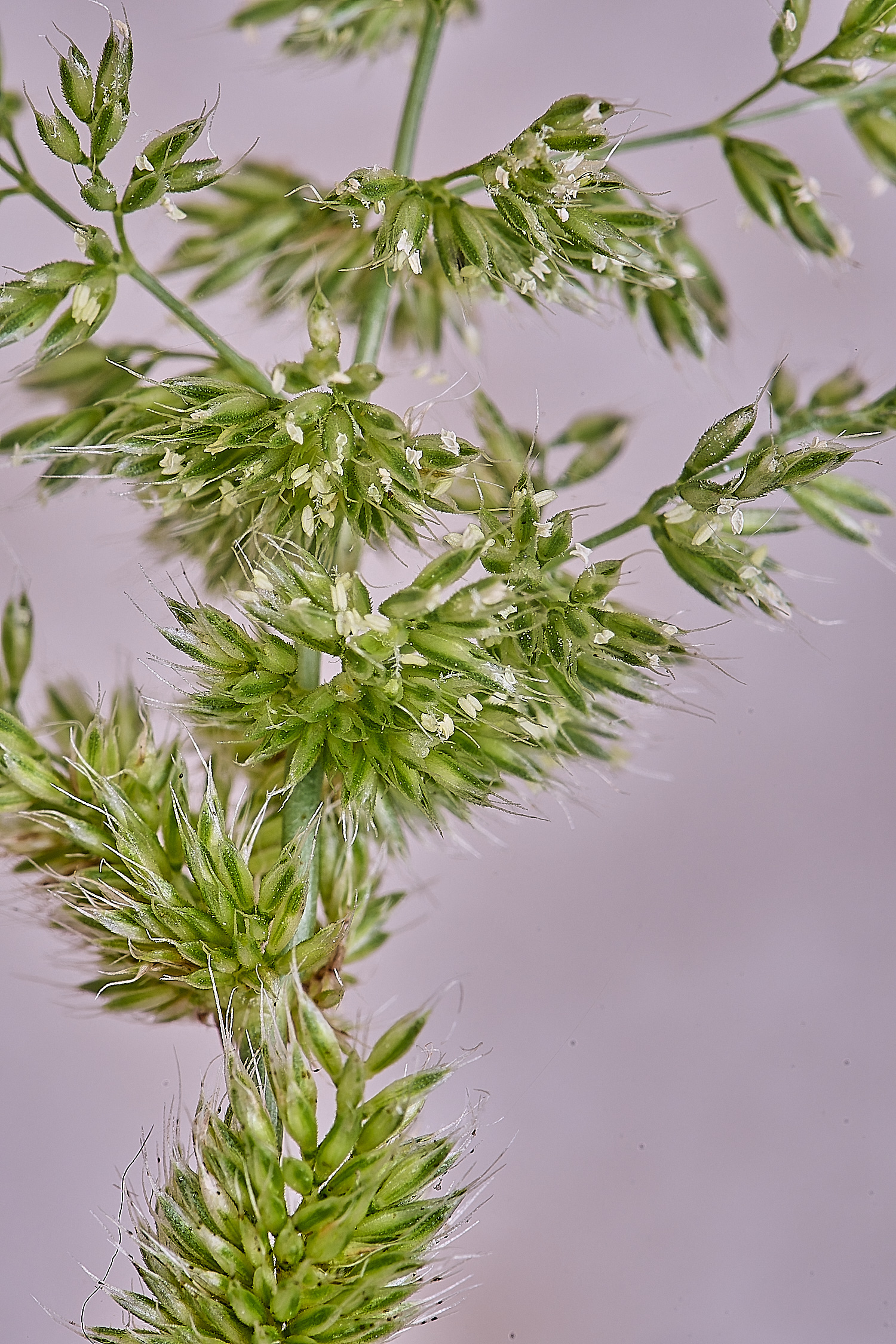 Grass040725-20