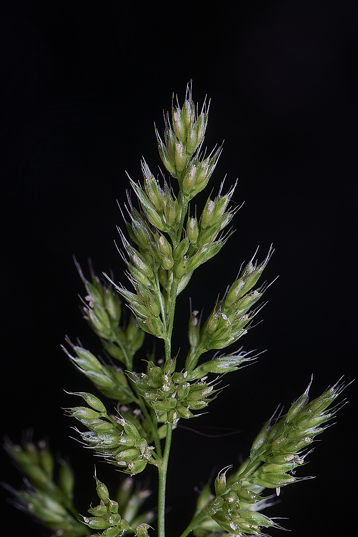 Grass040725-3