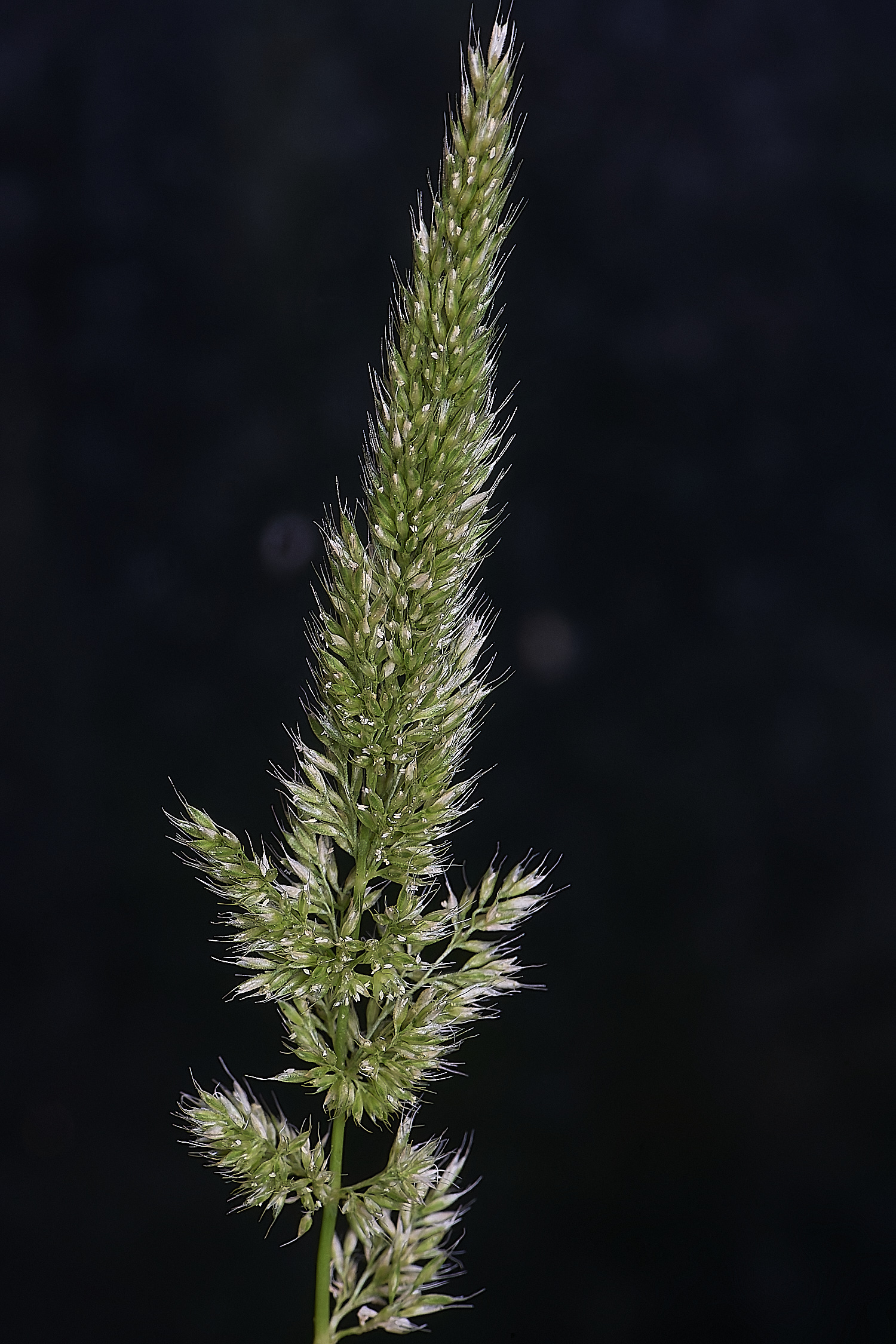 Grass040725-8