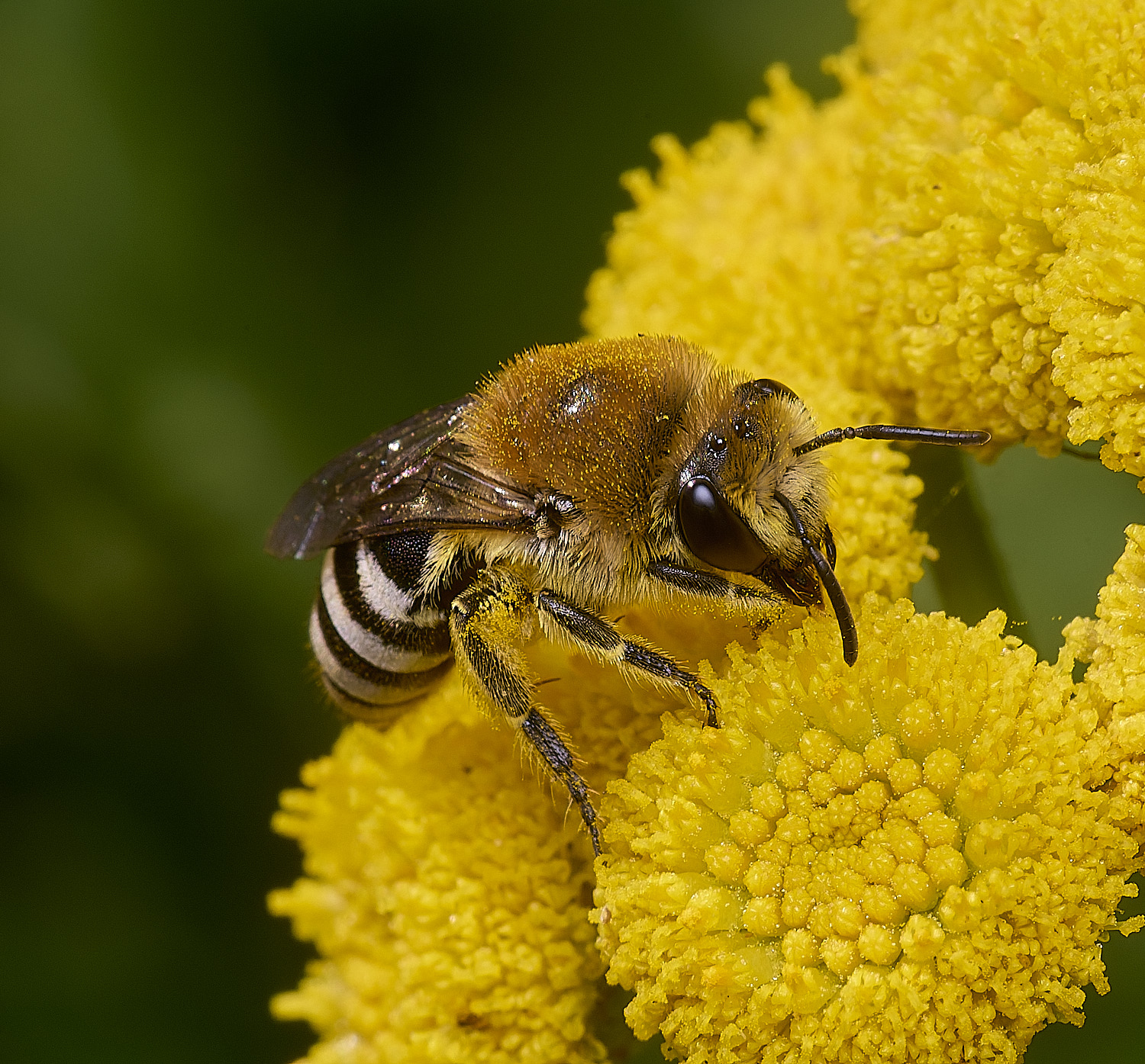 GressenhallCfodiens090825-1