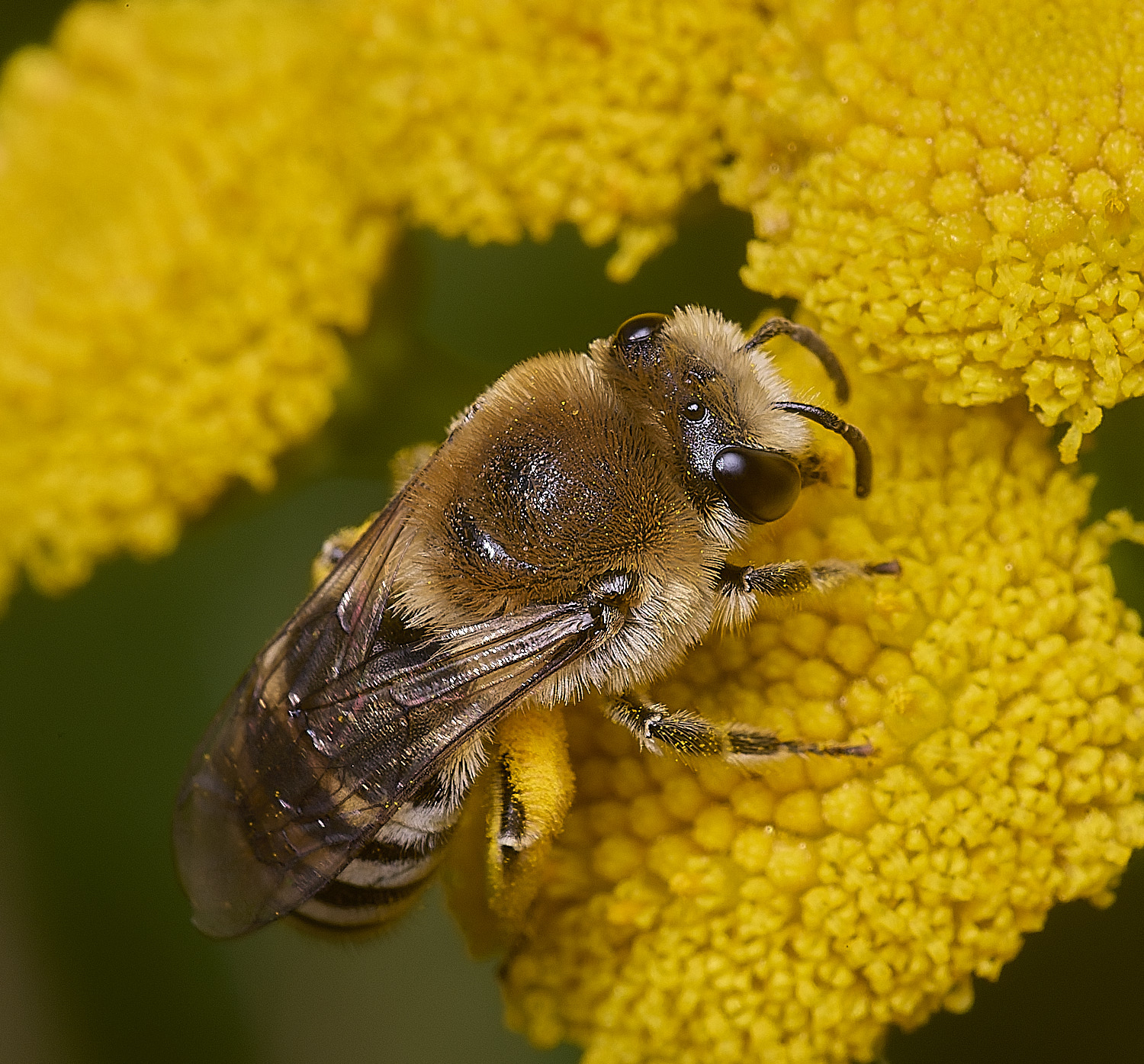 GressenhallCfodiens090825-10