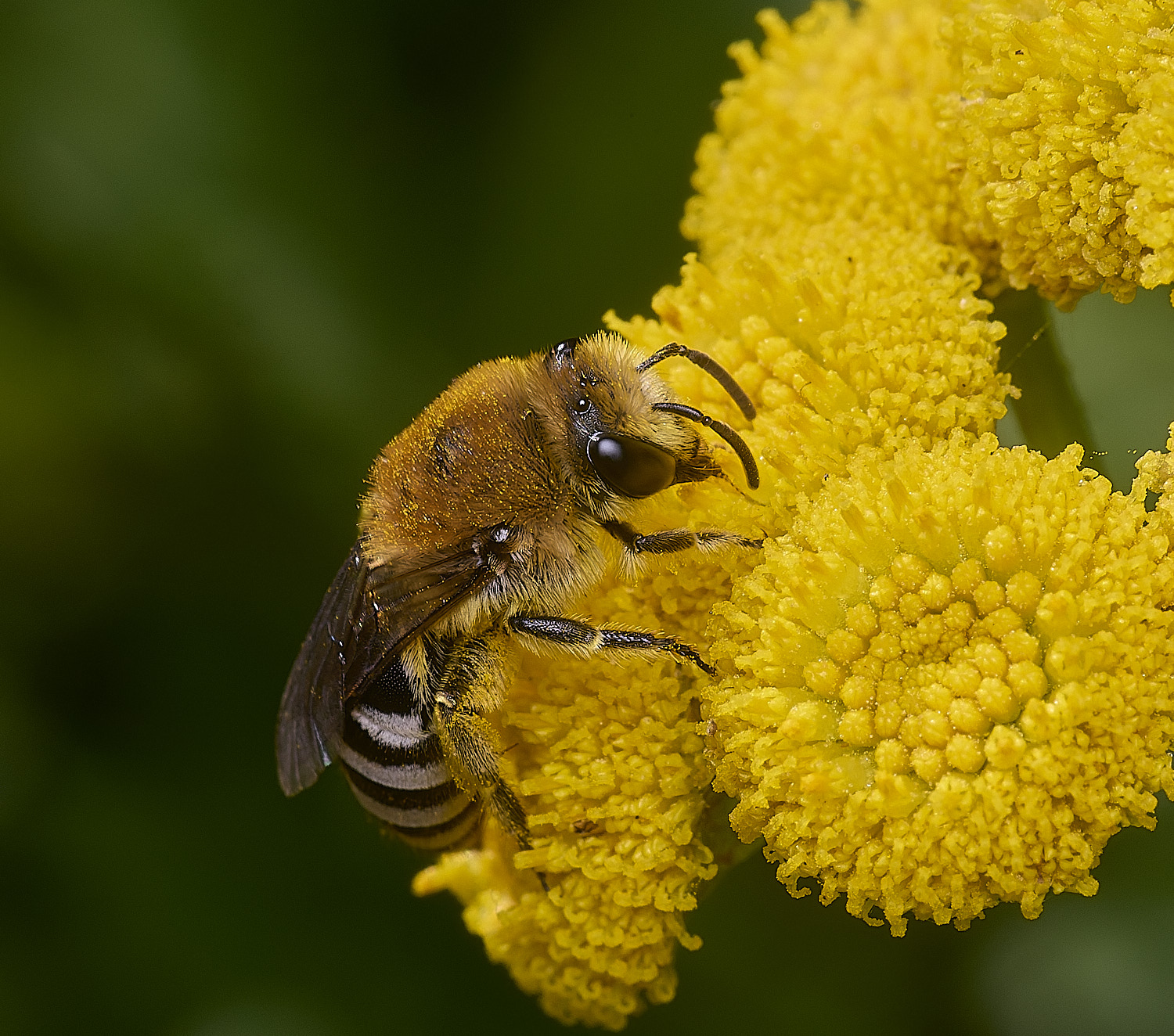 GressenhallCfodiens090825-2