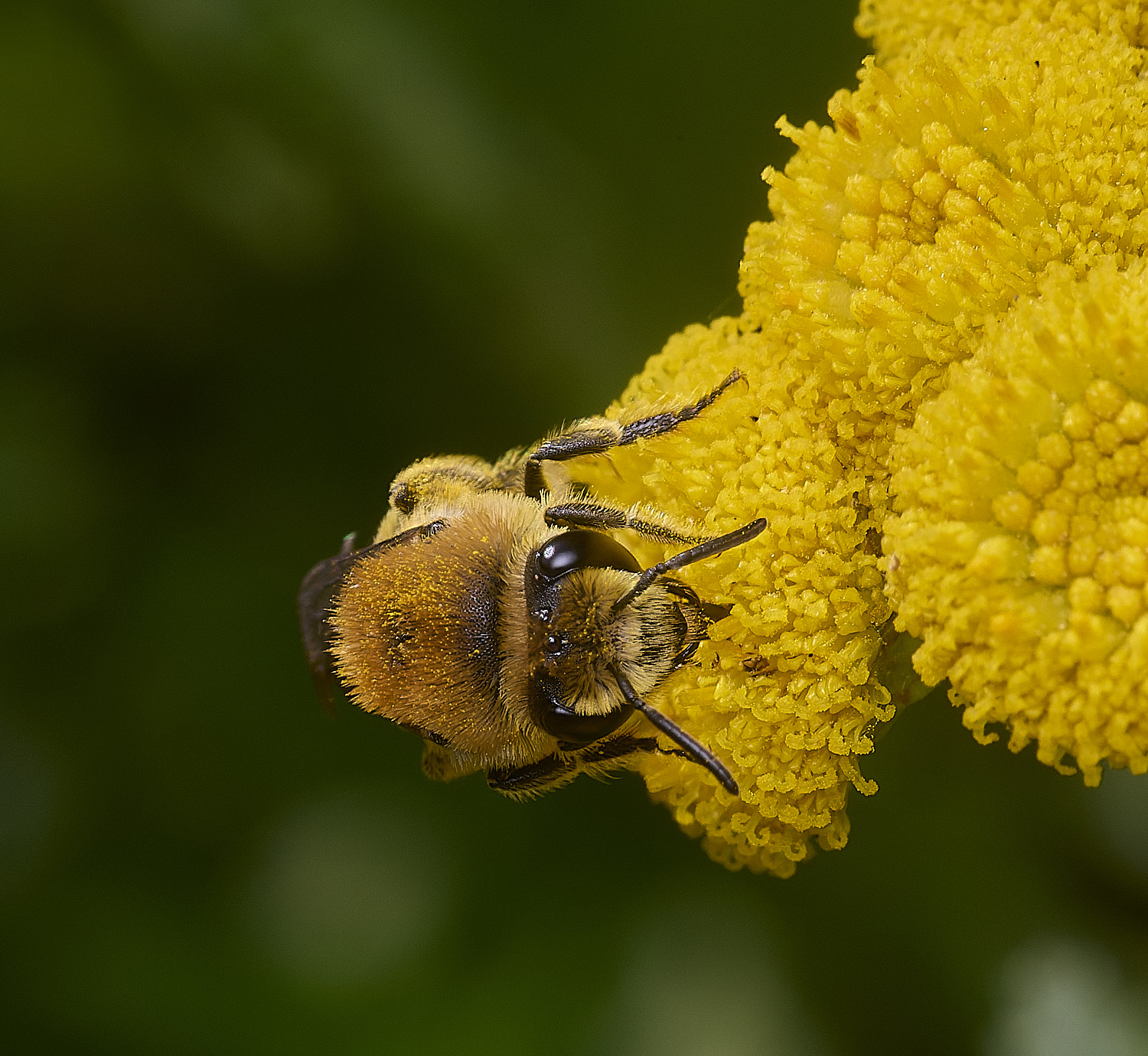 GressenhallCfodiens090825-3