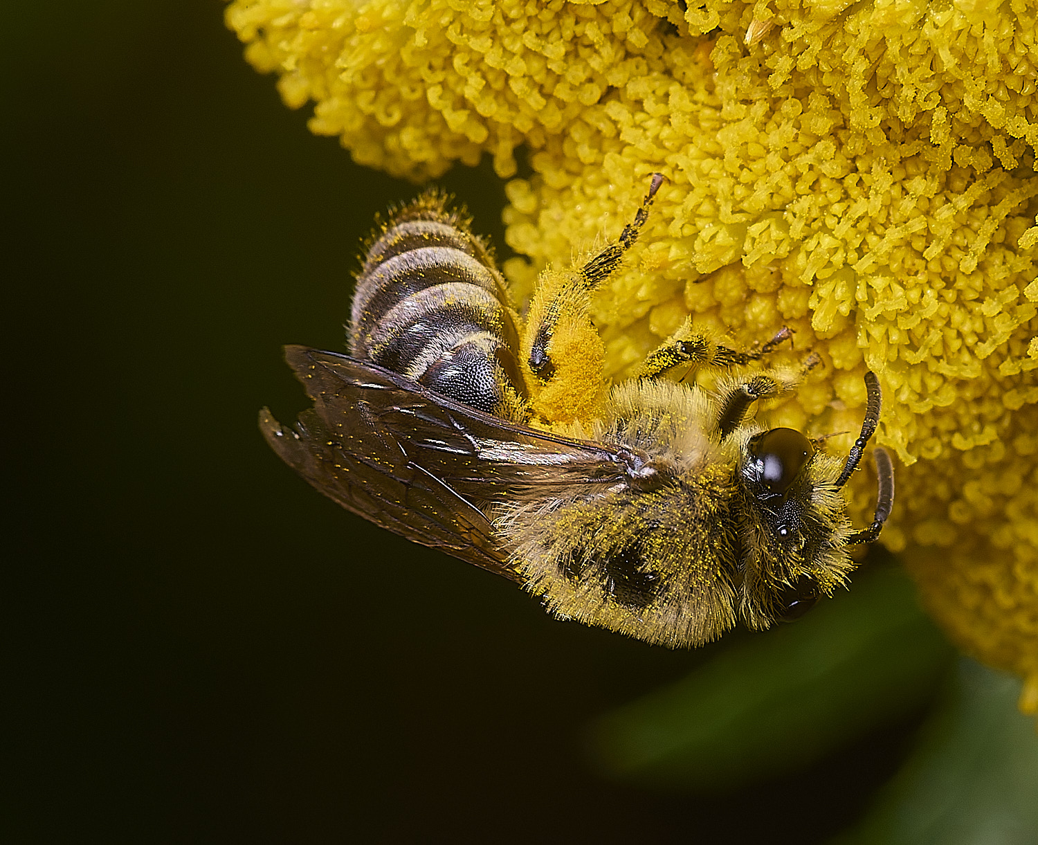 GressenhallCfodiens090825-4