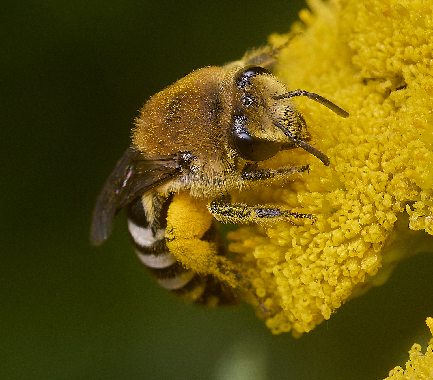 GressenhallCfodiens090825-5