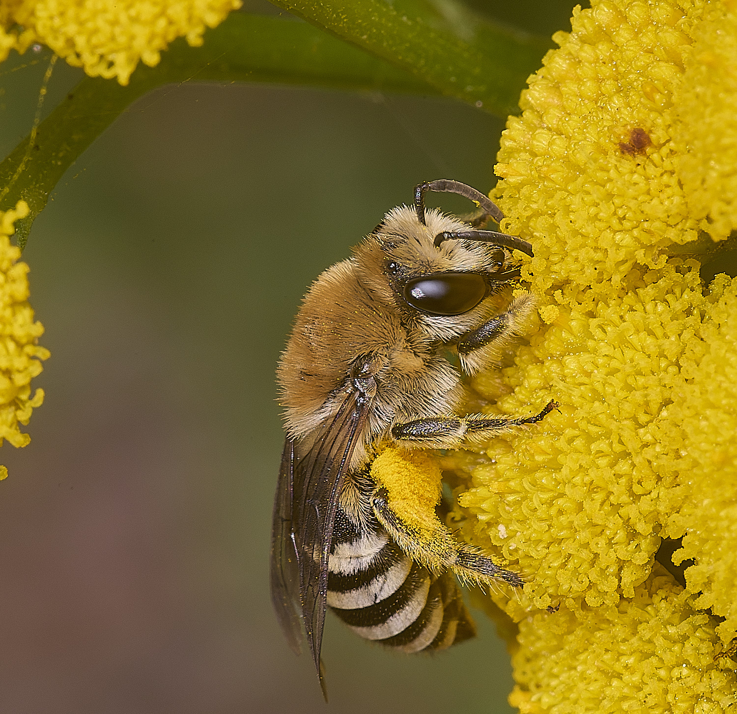 GressenhallCfodiens090825-6