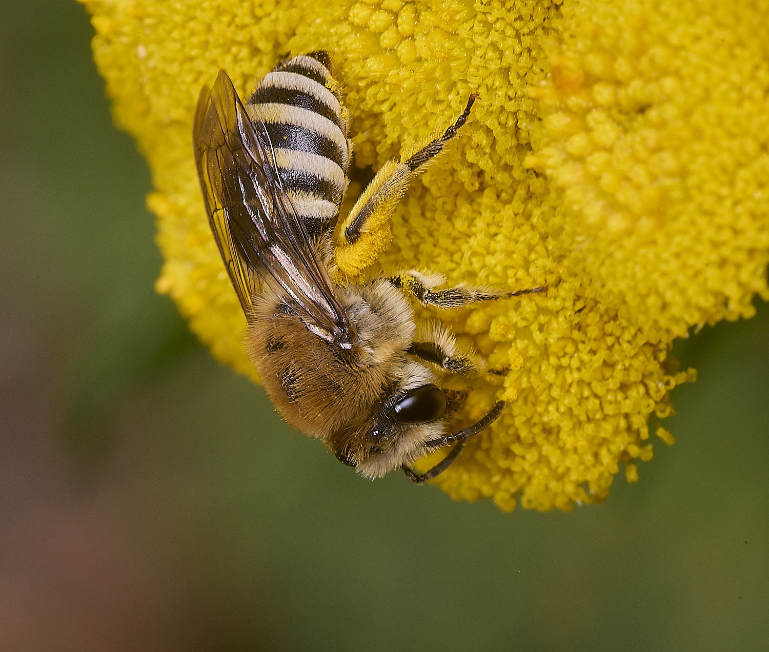 GressenhallCfodiens090825-7