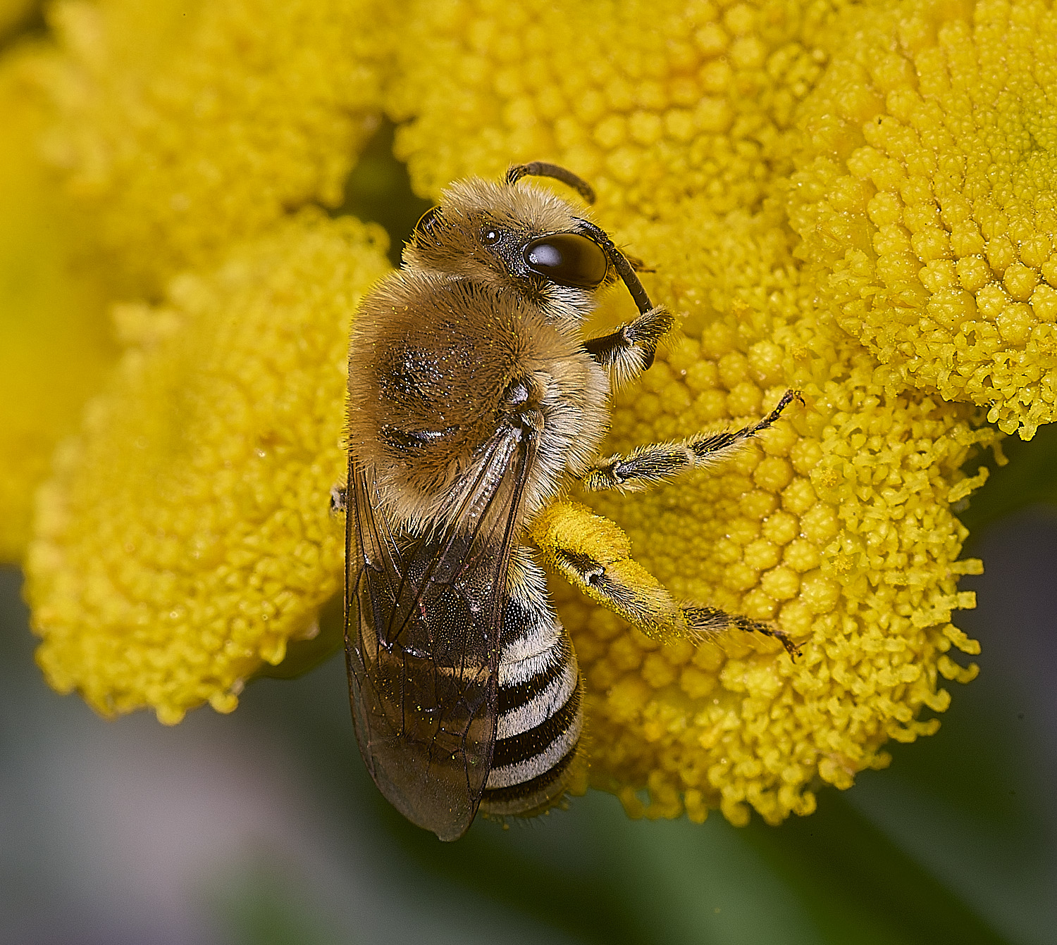 GressenhallCfodiens090825-8