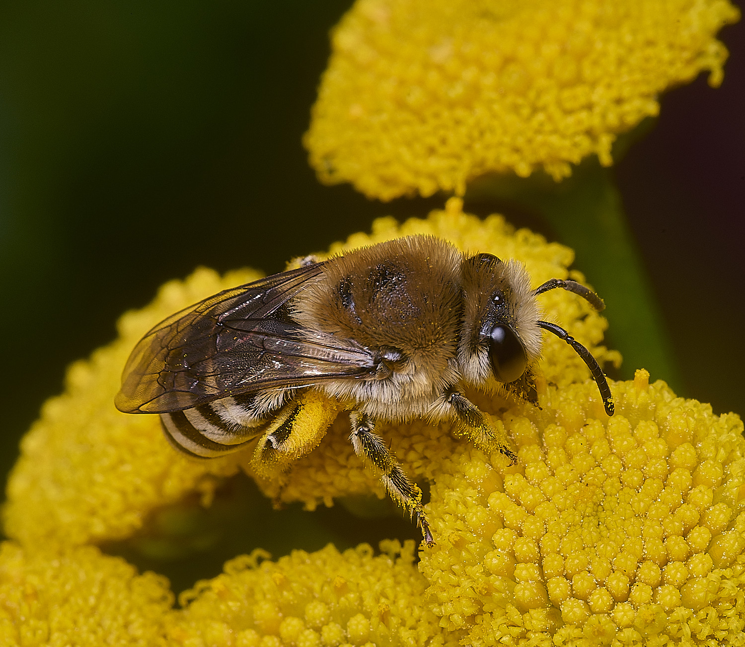 GressenhallCfodiens090825-9