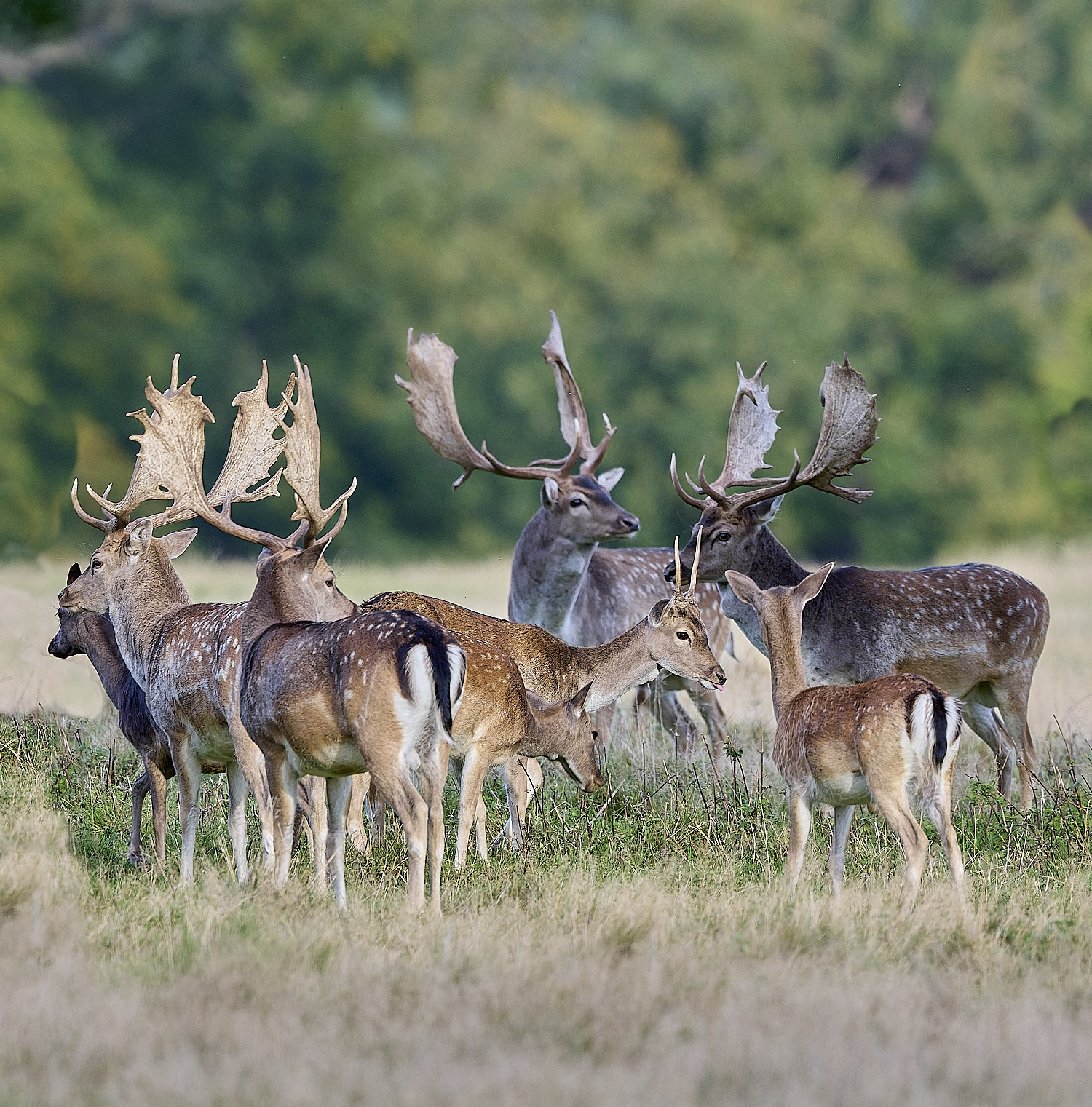 GuntonFallowDeer290925-1