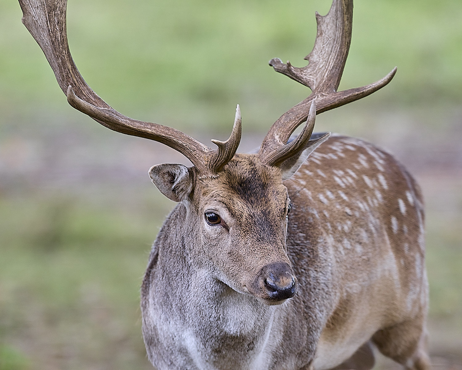 GuntonFallowDeer290925-2