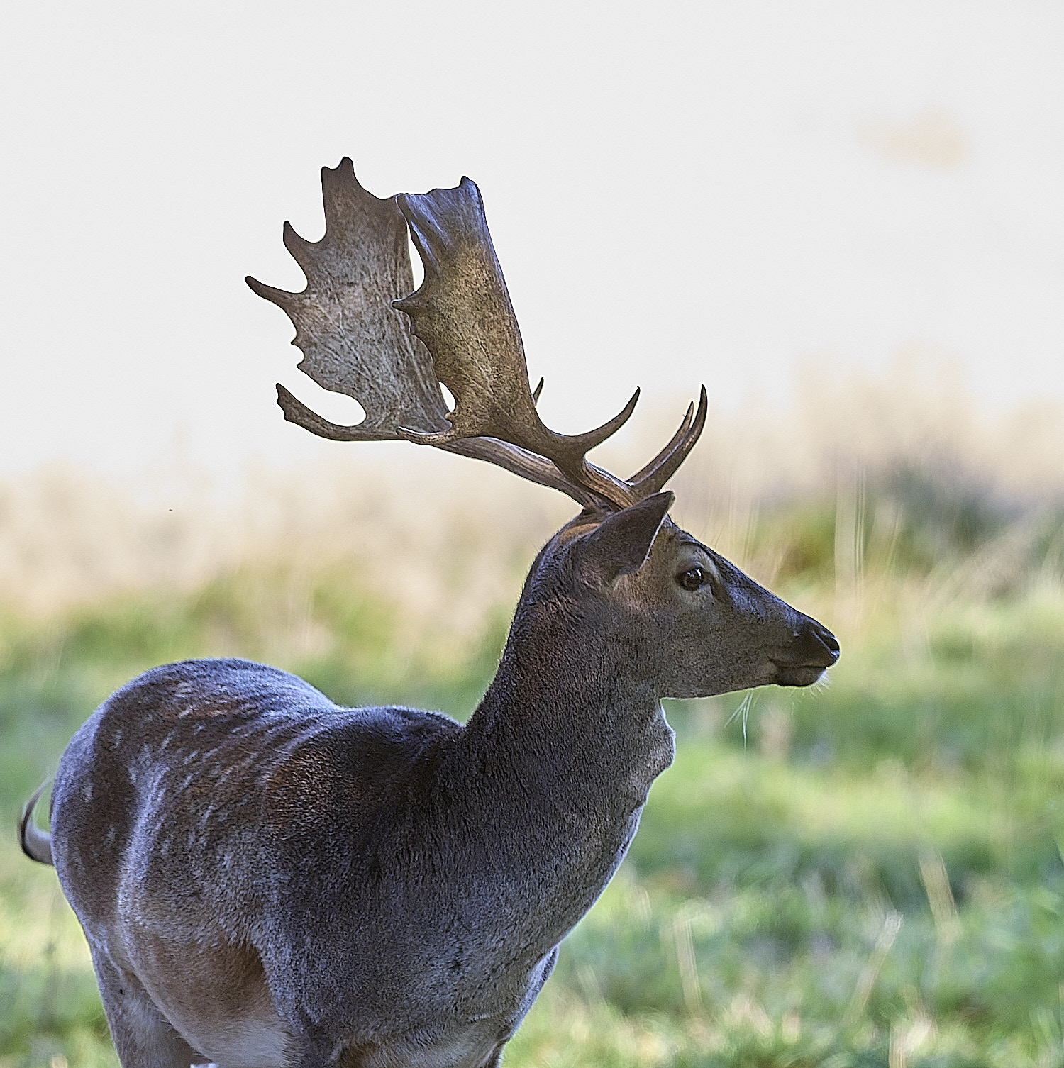 GuntonFallowDeer290925-3