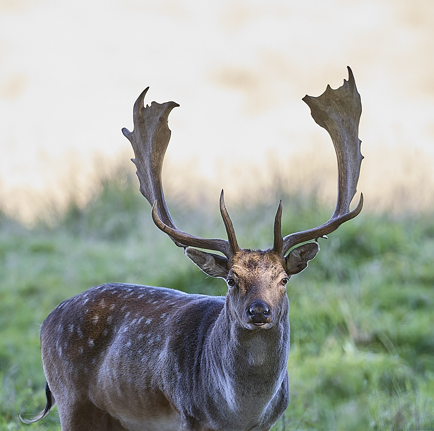 GuntonFallowDeer290925-4