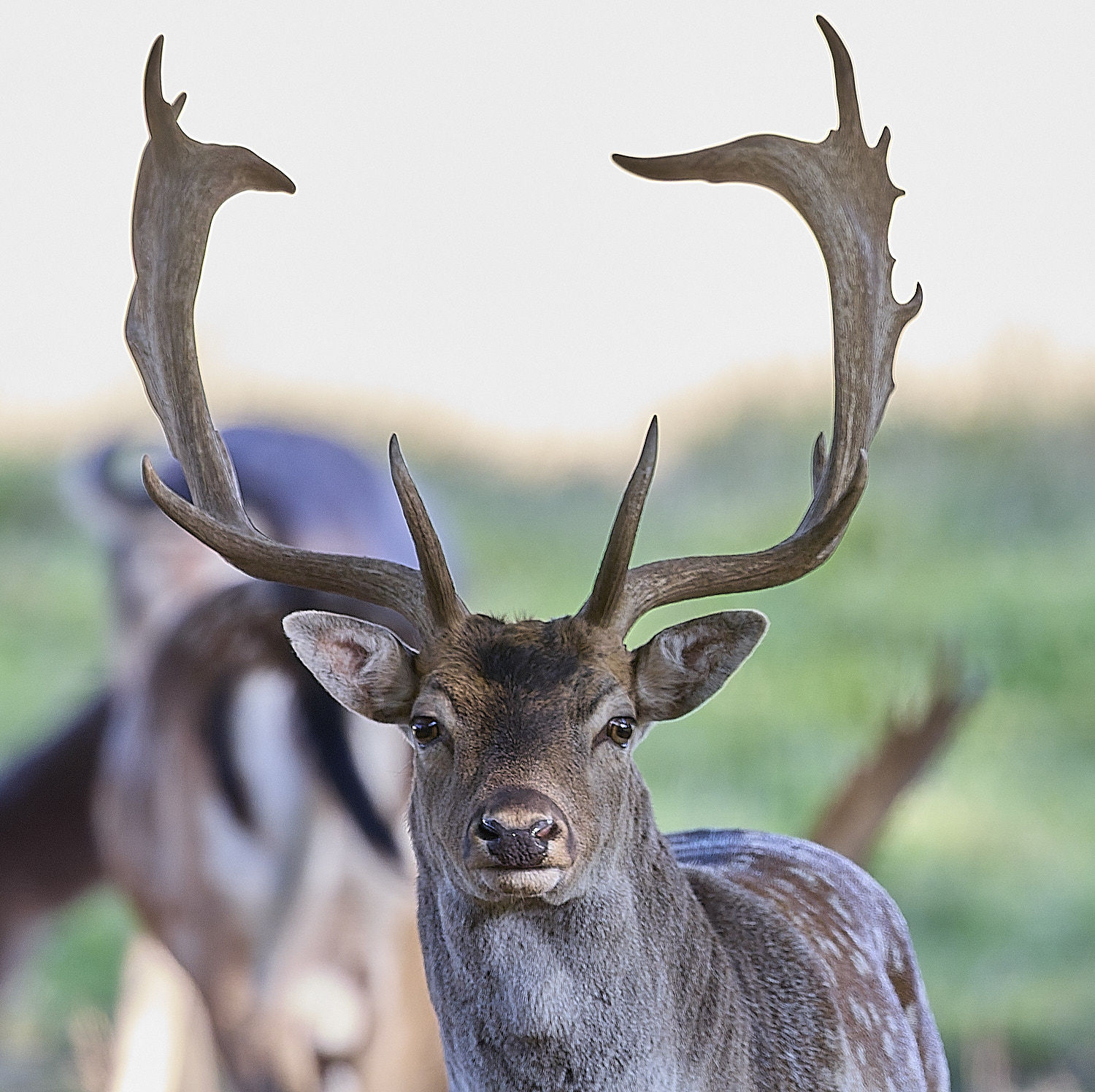 GuntonFallowDeer290925-5