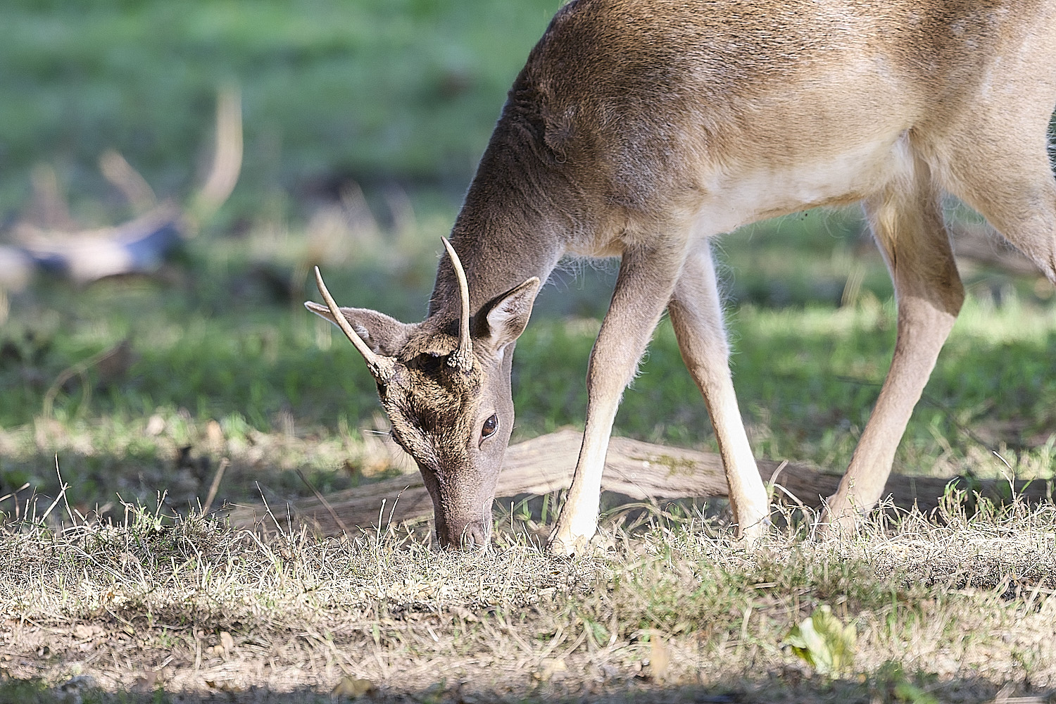 GuntonFallowDeer290925-6