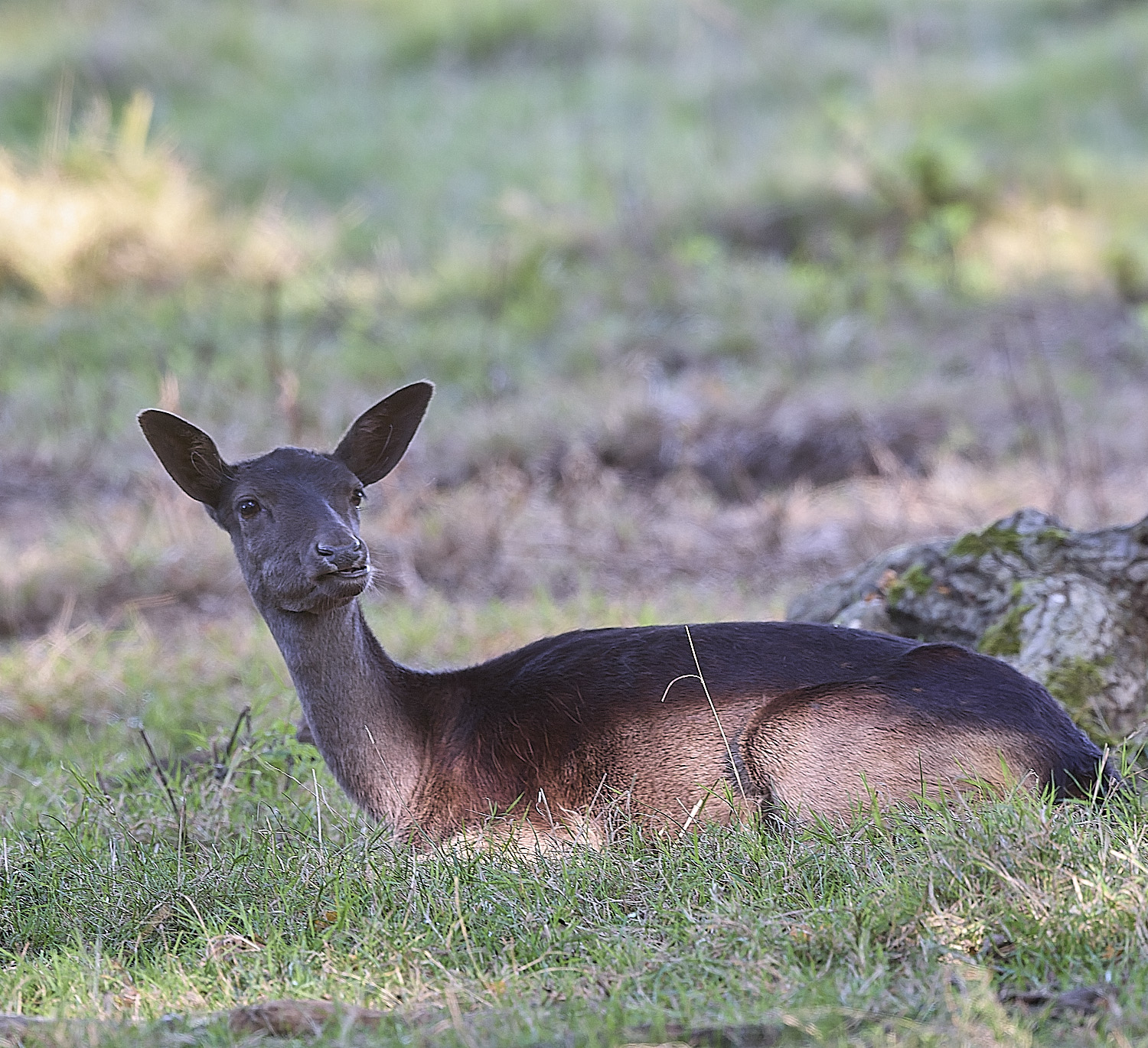 GuntonFallowDeer290925-7