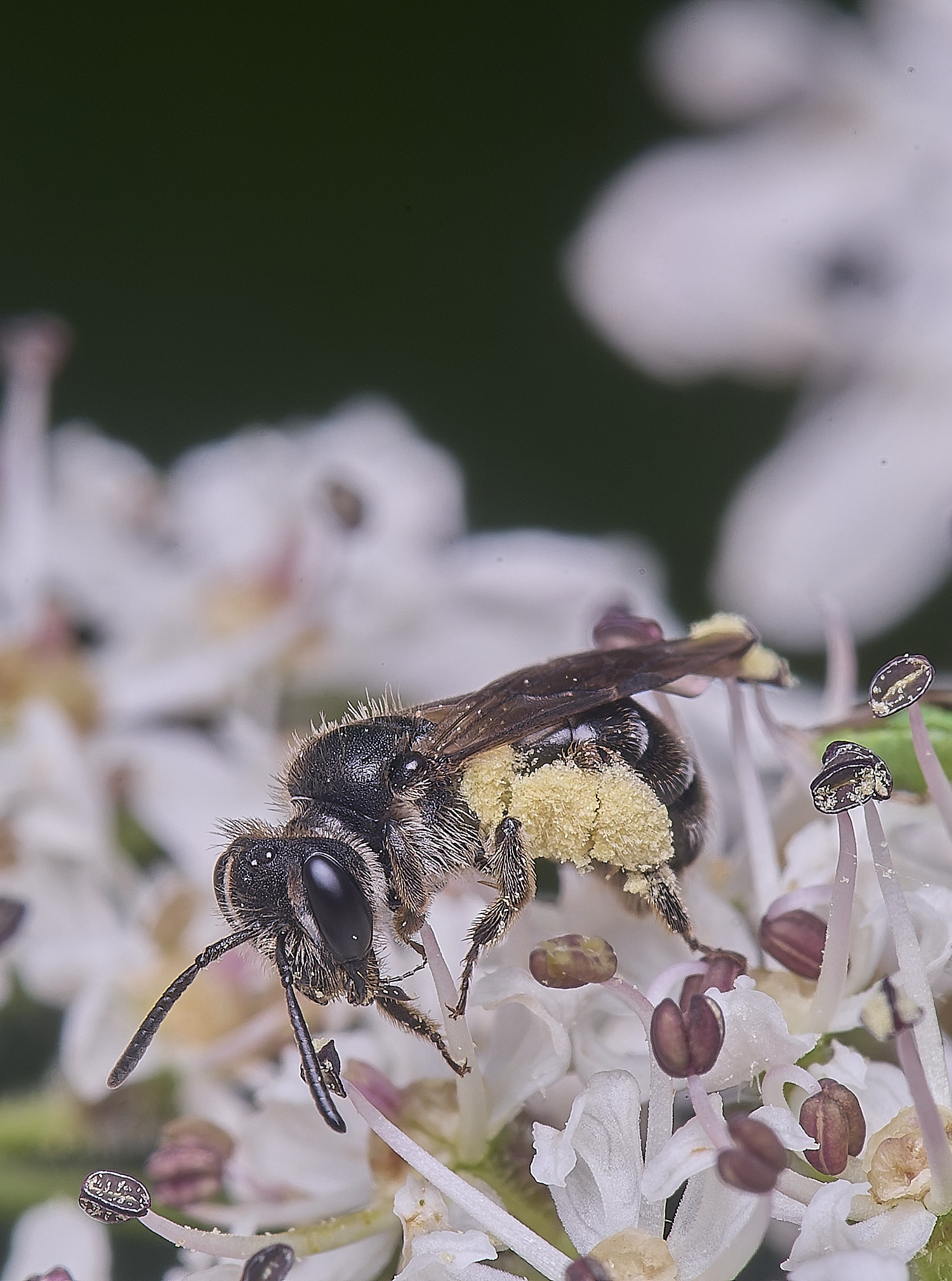 HanworthAndrena160725-1