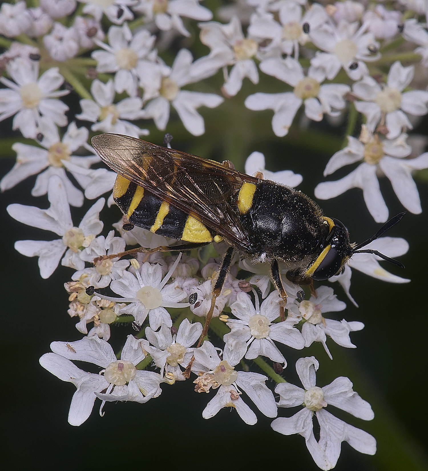 HanworthBandedGeneral180725-1