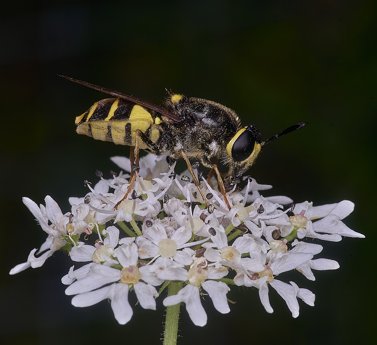 HanworthBandedGeneral180725-2