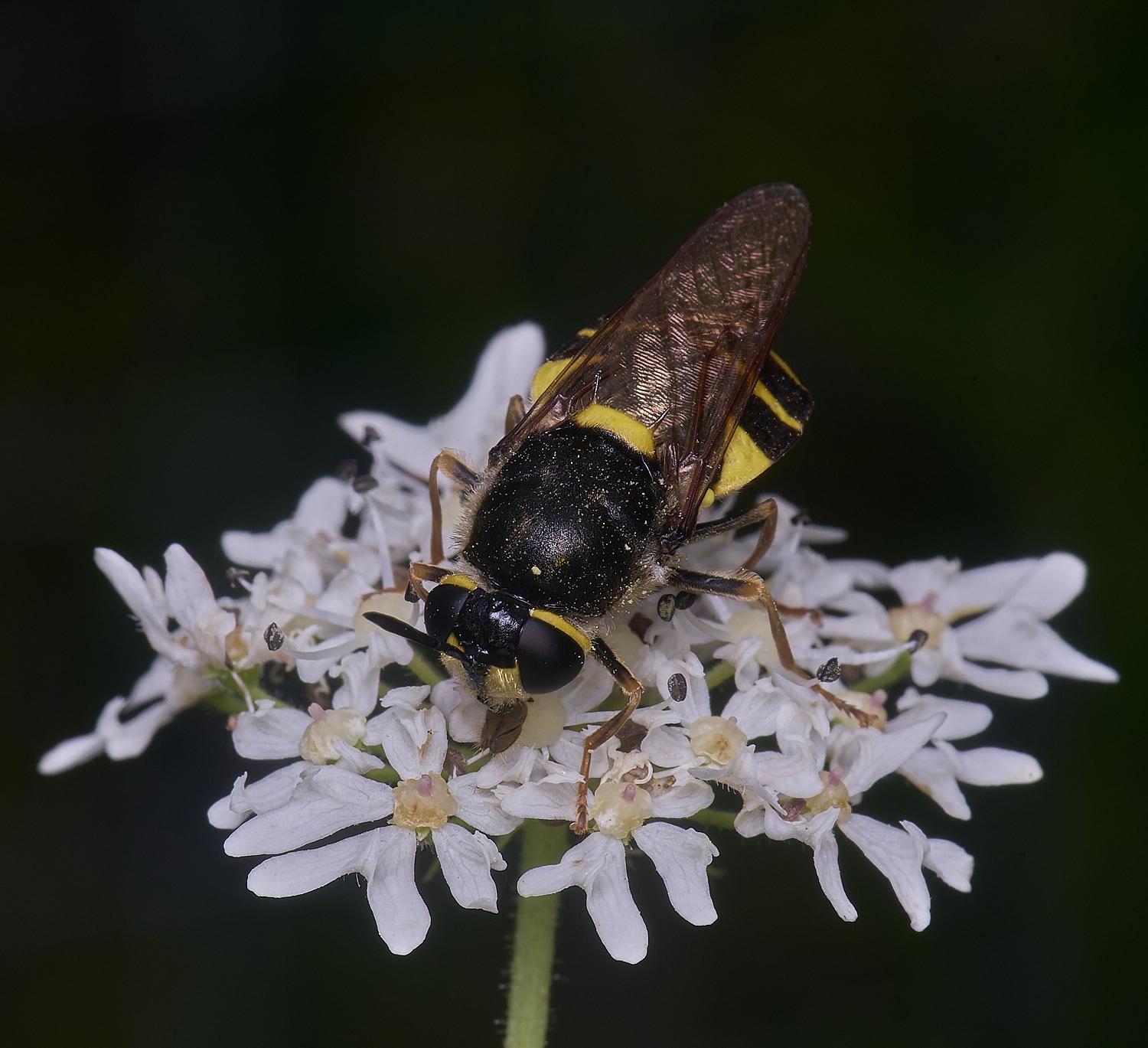 HanworthBandedGeneral180725-3